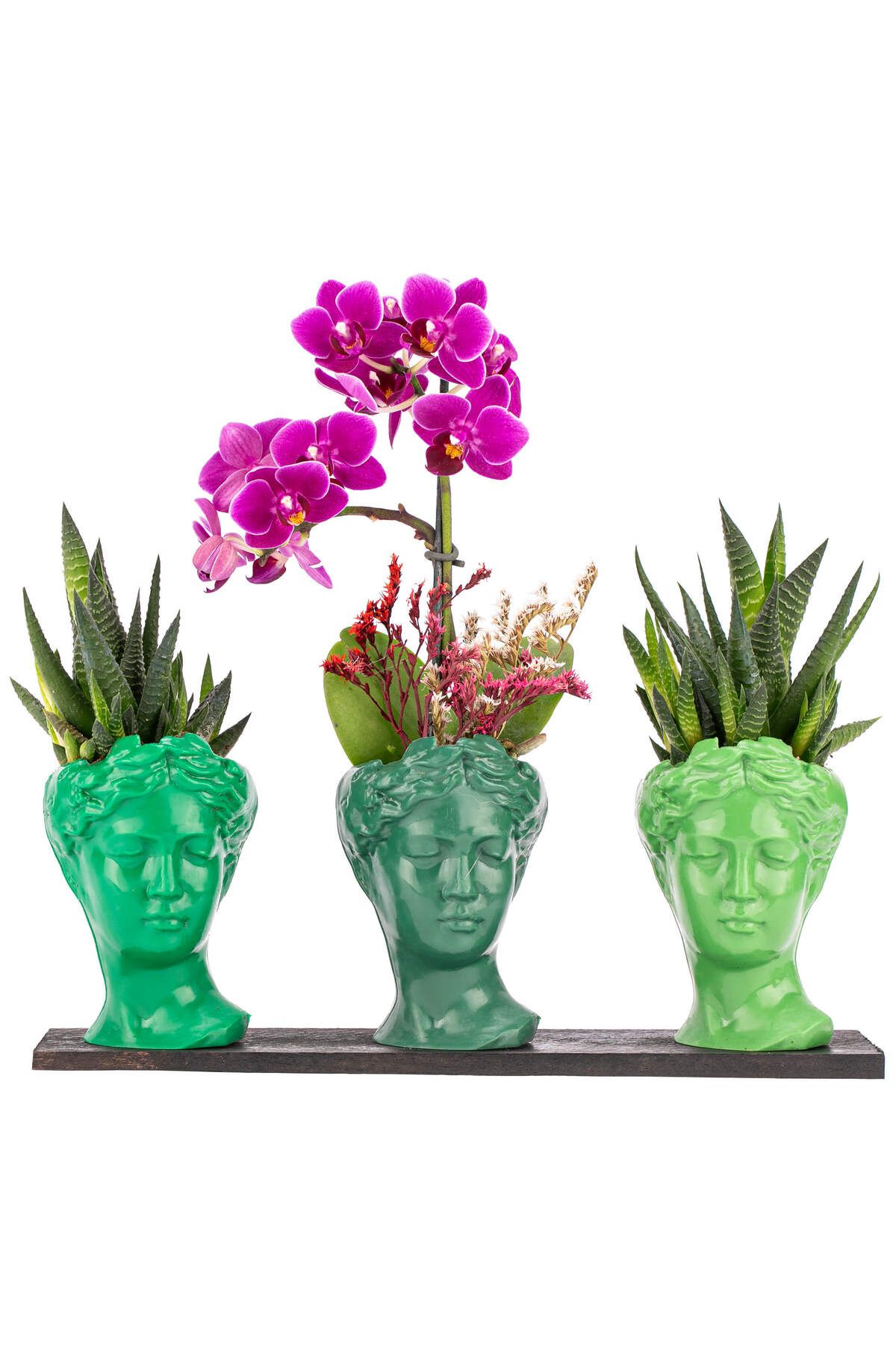 sakura flowers Trio Mini Helen Serisi Haworthia ve Tek Dal Orkide Tasarım - Green Colors