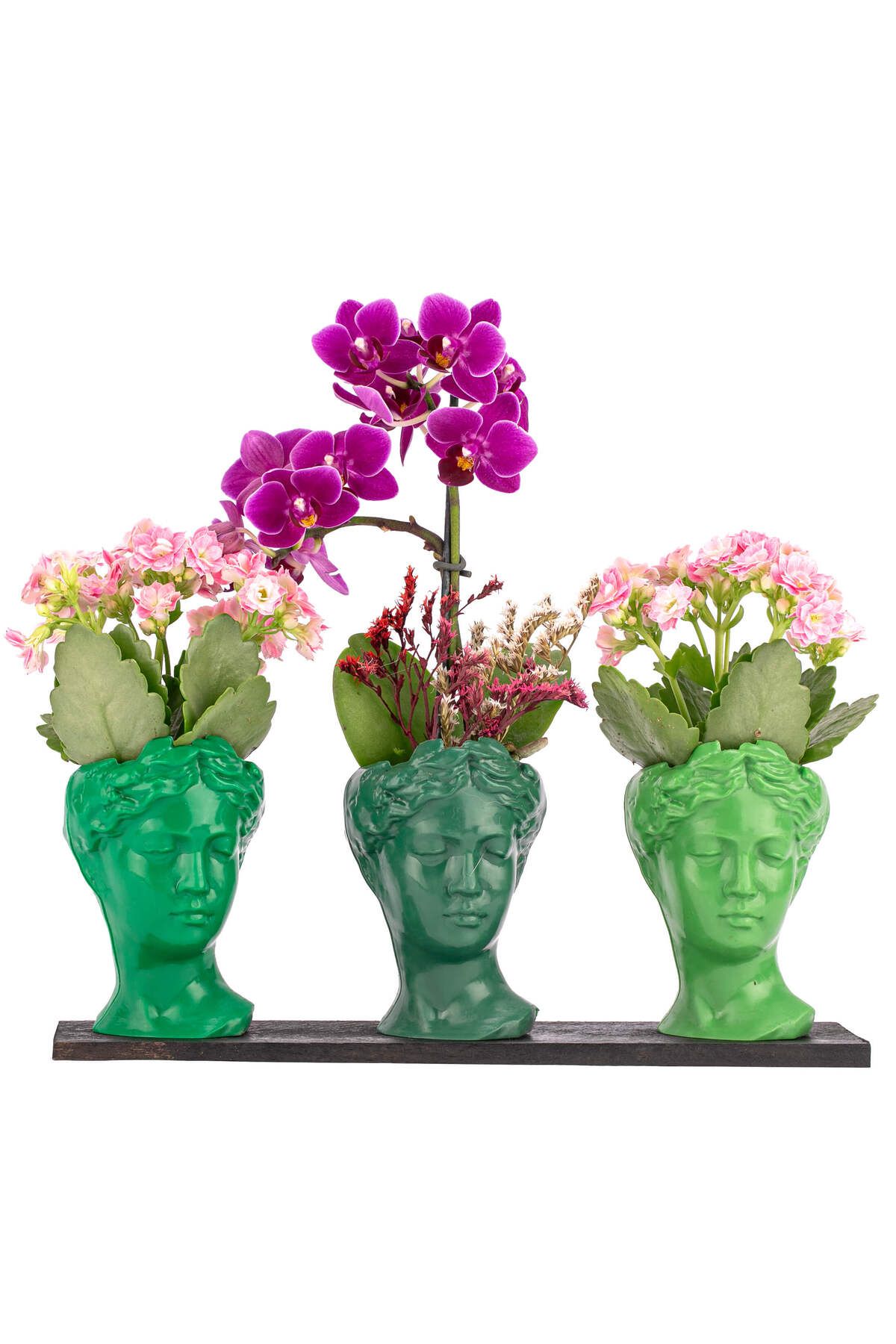 sakura flowers Trio Mini Helen Serisi Kalanchoe ve Tek Dal Orkide Tasarım - Green Colors