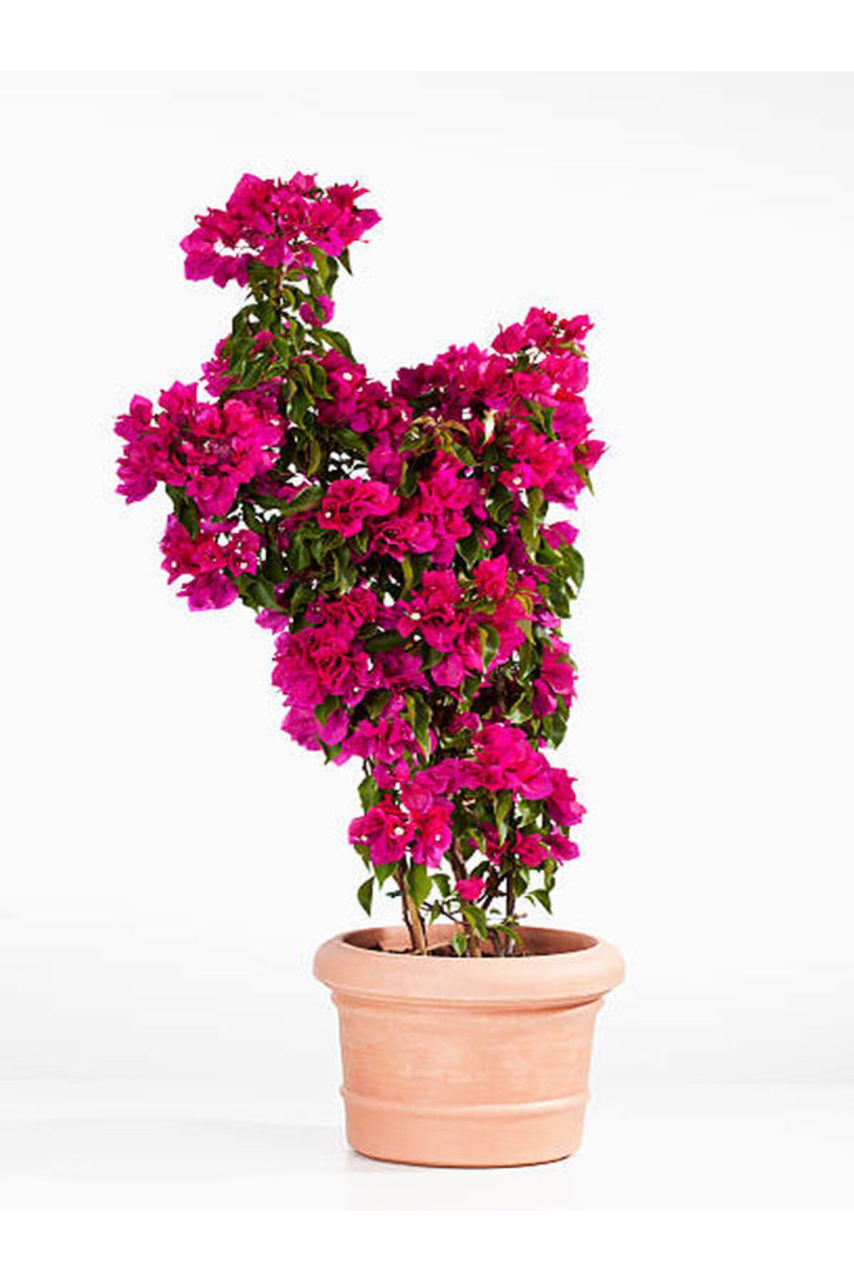 serada decor plant Videolu Pembe Renkli Begonvil Çiçeği (25 50 CM) 1 Adet Saksılı Bahçe Balkon Bitkisi Bougainvillea