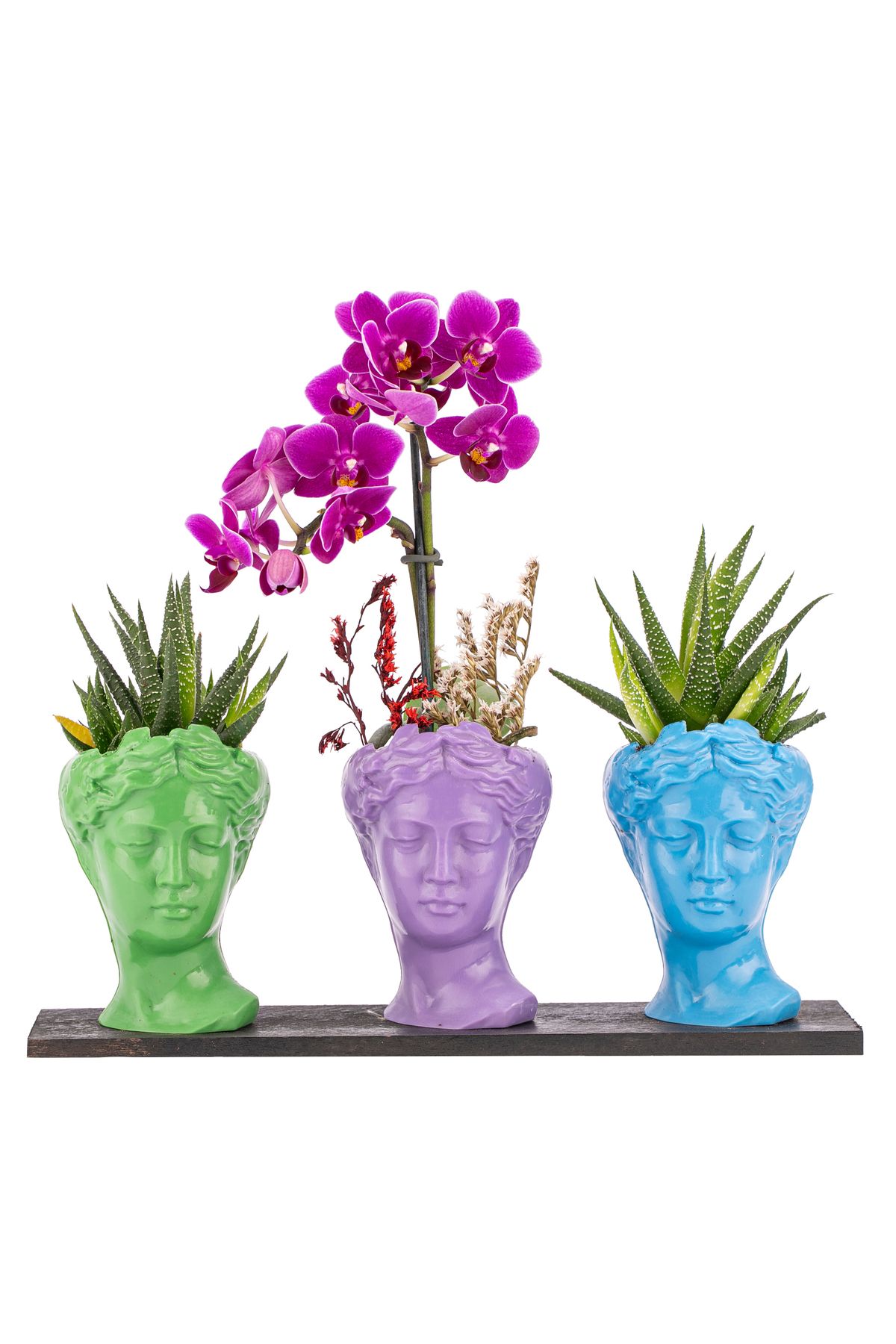 sakura flowers Trio Mini Helen Haworthia ve Tek Dal Orkide Tasarım / Açık Yeşil - Lila - Turkuaz Colors