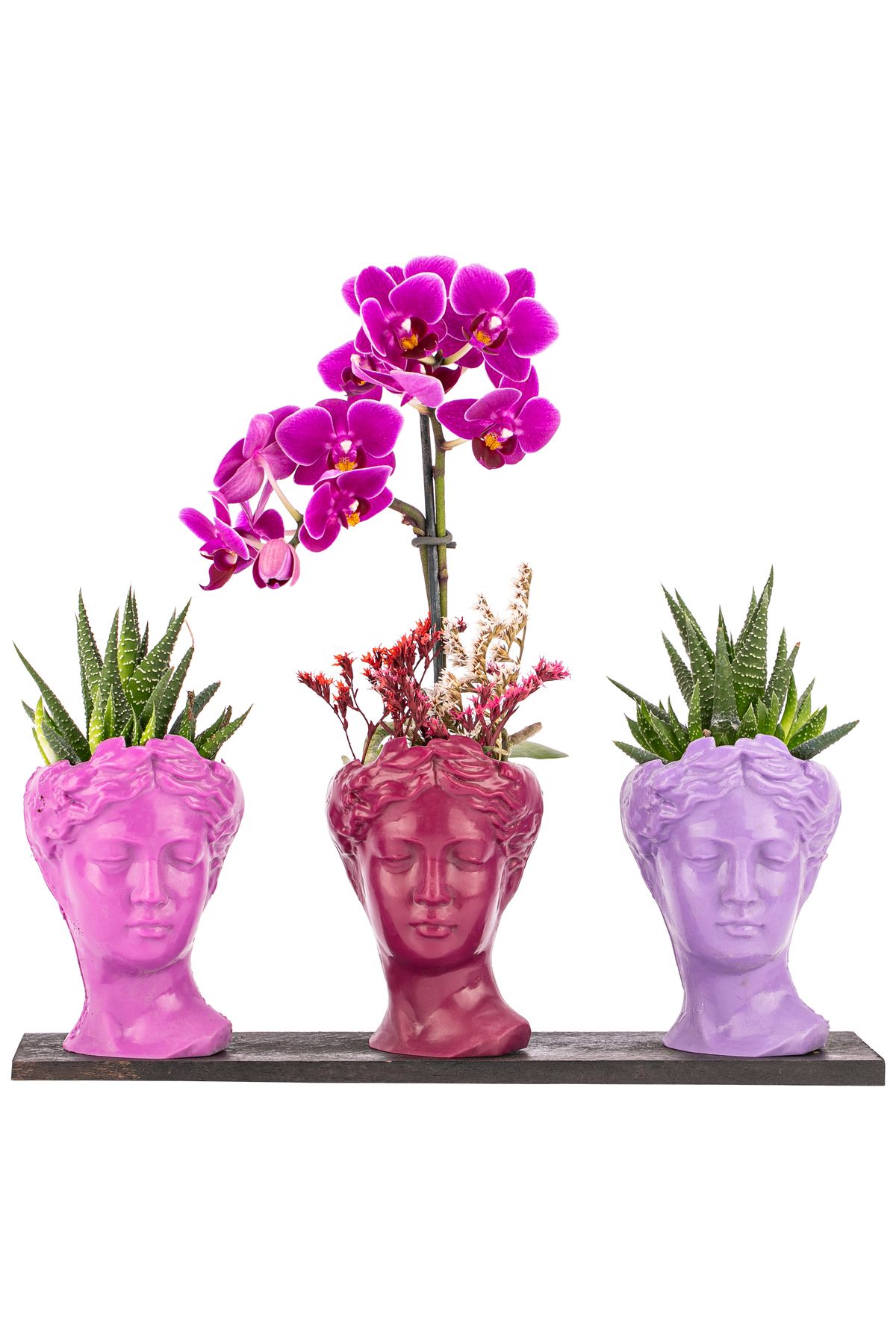 sakura flowers Trio Mini Helen Serisi Haworthia ve Tek Dal Orkide Tasarım - Pink Colors