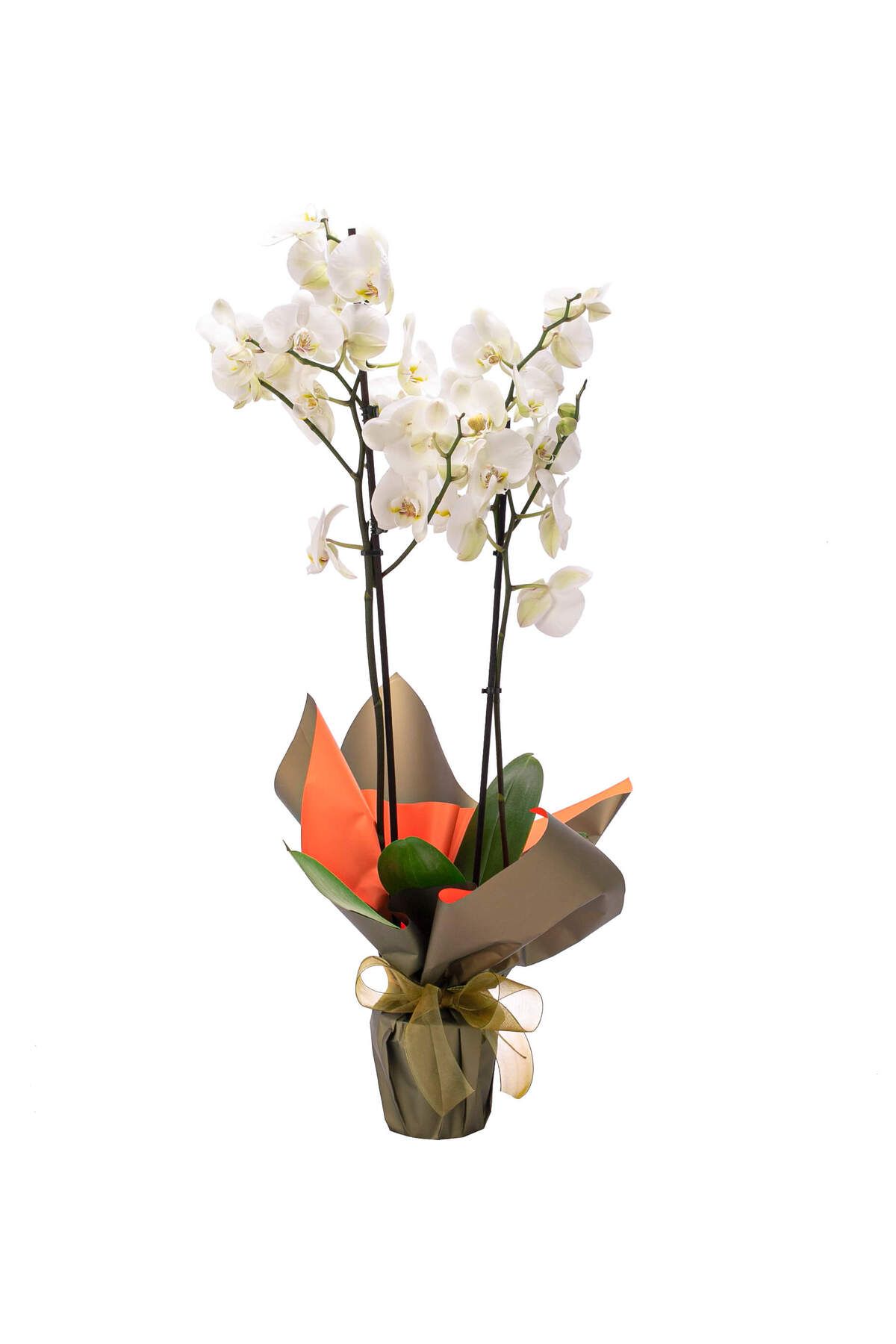 sakura flowers Premium İthal 80 cm Çift Dal Beyaz Orkide Tasarım