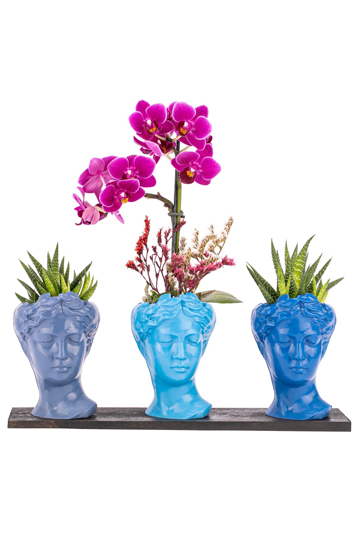 sakura flowers Trio Mini Helen Serisi Haworthia ve Tek Dal Orkide Tasarım - Blue Colors