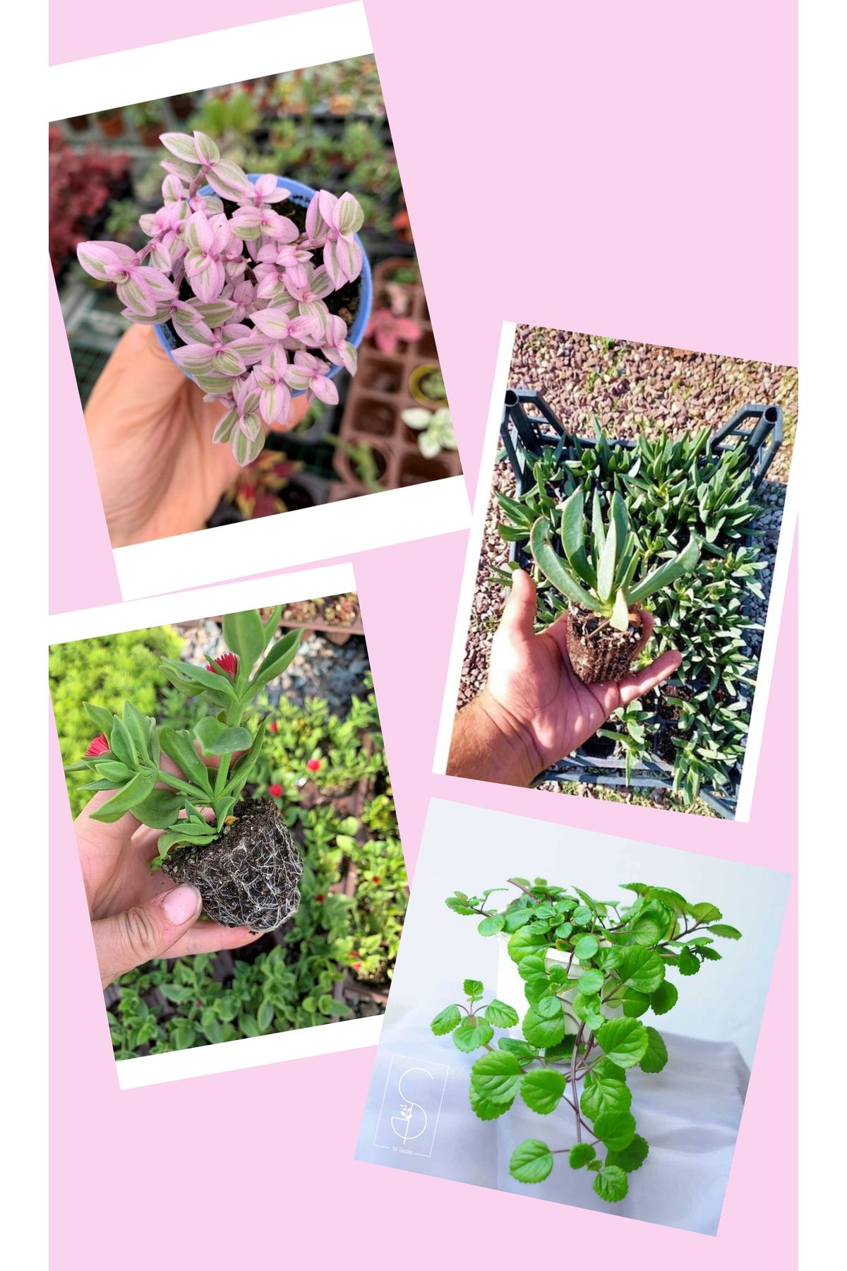 doğagarden 4 çeşit sarmaşık bitkisi ( Callisia - İsveç Sarmaşığı - Buz Çiçeği - Kaz Ayağı) kampanya