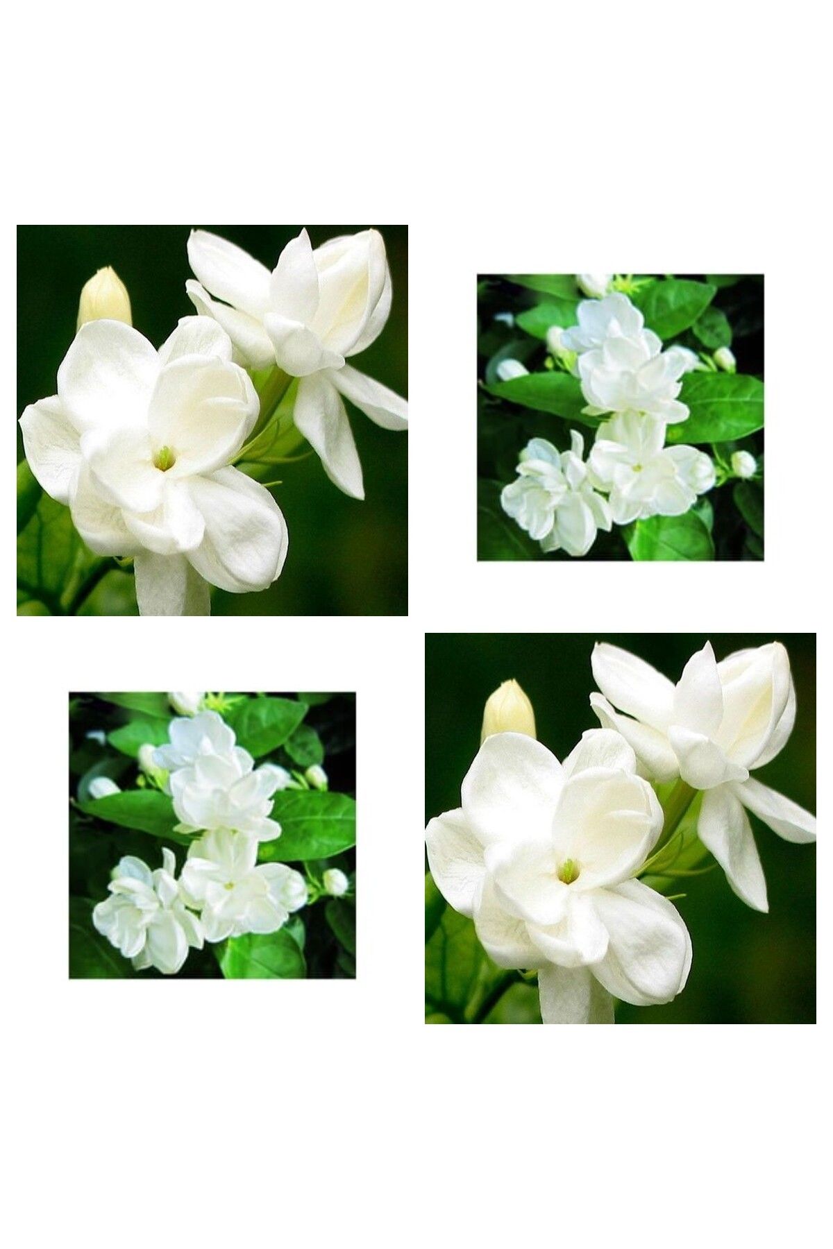 serada decor plant Videolu 4 Adet Ful Yasemin Çiçeği Fidanı 60-70 Cm Tüplü Çiçekli Bodur Bitkiler Jasminie