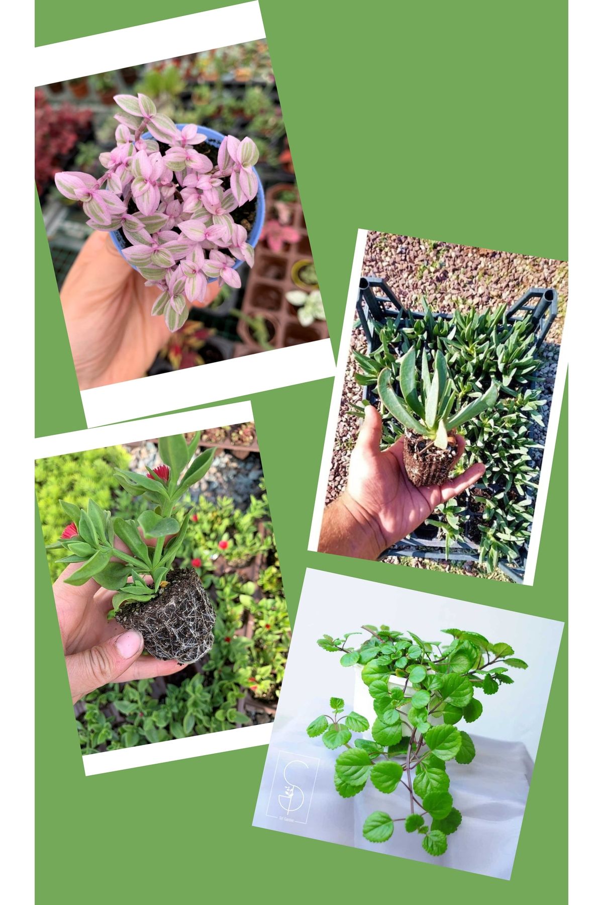 doğagarden 4 çeşit sarmaşık bitkisi ( Callisia - İsveç Sarmaşığı - Buz Çiçeği - Kaz Ayağı)