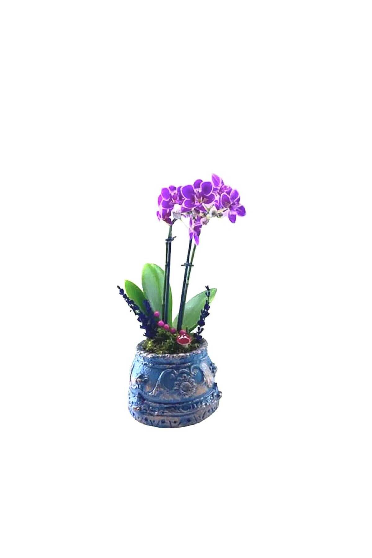 STS Flower Boncuk Mavi Saksı da Çift Dal İthal Mini Mor Orkide
