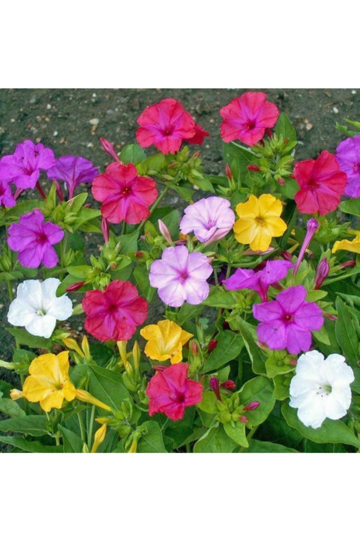 LOBELYA TOHUMCULUK 10 Adet Karışık Renkli Akşam Sefası Çiçeği Tohumu