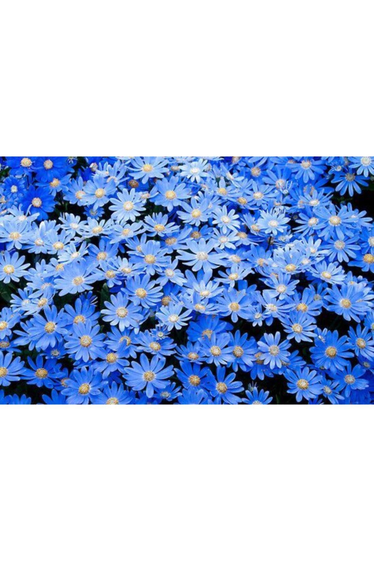 LOBELYA TOHUMCULUK 10 Adet Mavi Papatya Çiçeği Tohumu