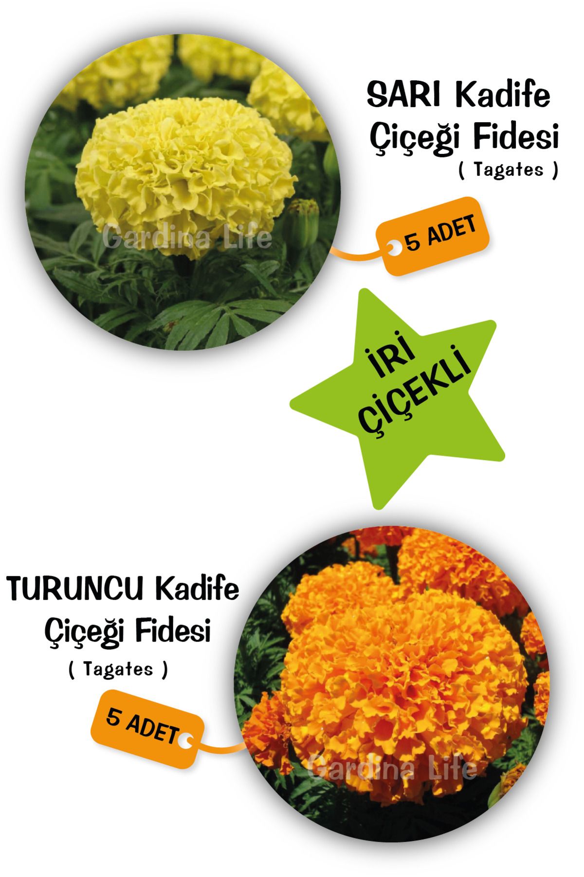 Gardina Kadife Çiçeği Fidesi Mıx 10 Adet ( Yellow - Orange Tagates )