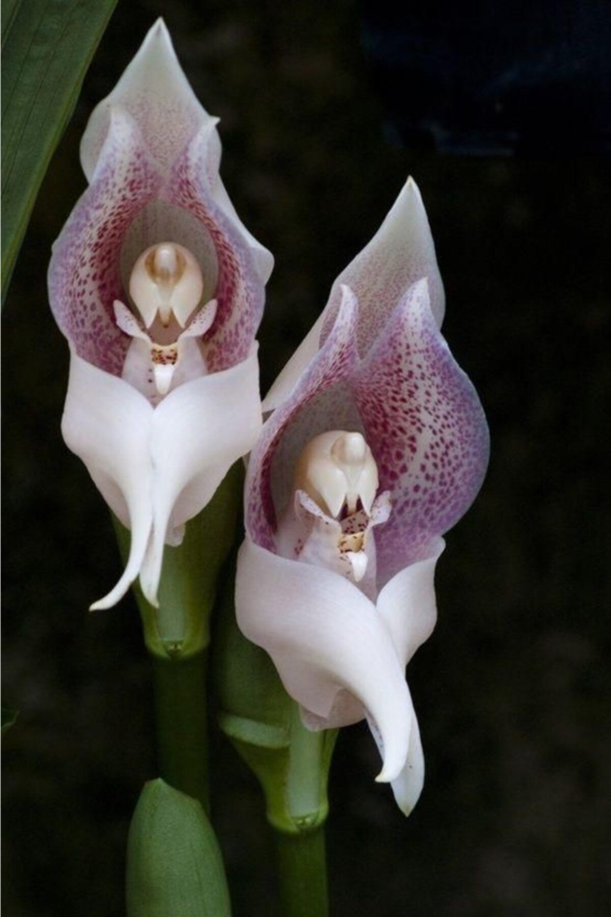 KAMONDO TOHUM 10 Adet Bebek Orkide Çiçeği Tohumu