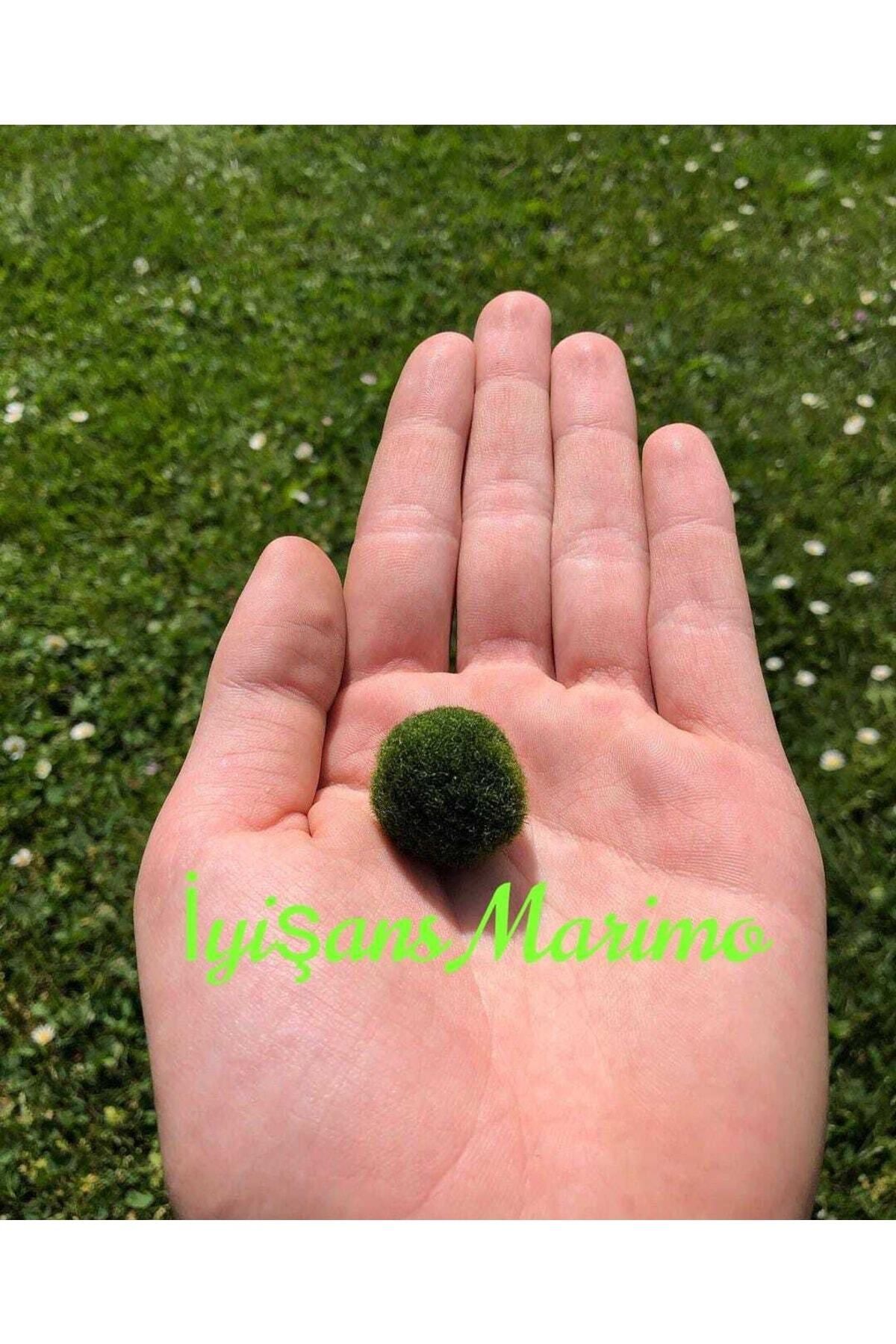 İyişans Marimo Hayatınıza Şans Katan Marimo Mossball Yosun Topu 1 Ad. (1cm-2cm)