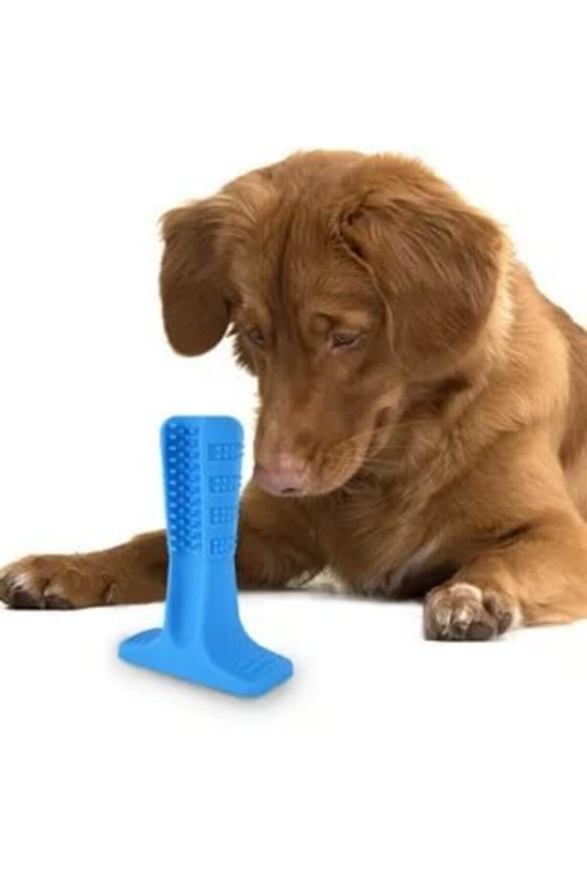 CMT Köpek Diş Fırçası Isırma Aparatı Diş Kaşıma Oyuncağı Küçük Boy