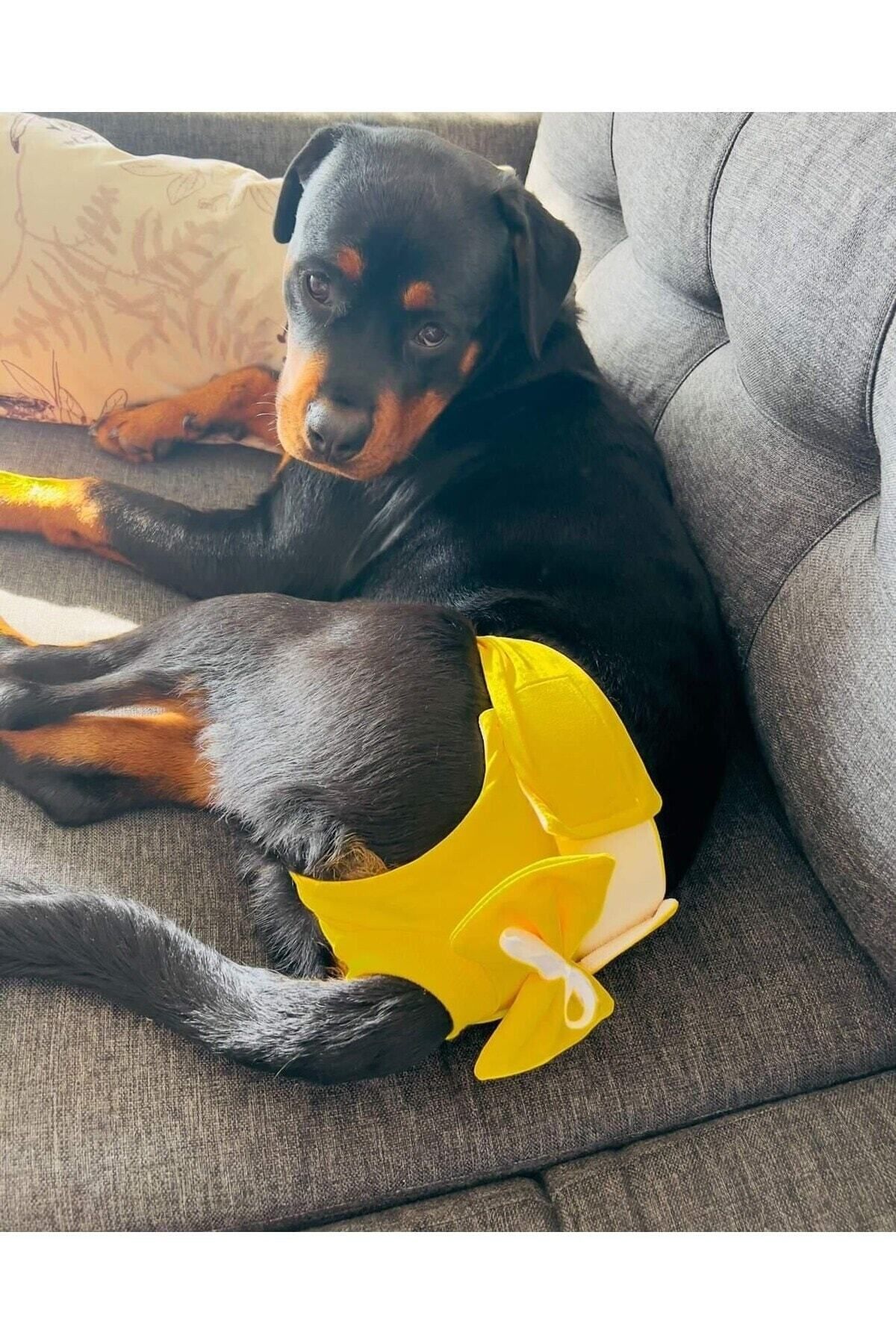 TrendyPati Köpek Regl Külodu. Dişi Köpekler Için
