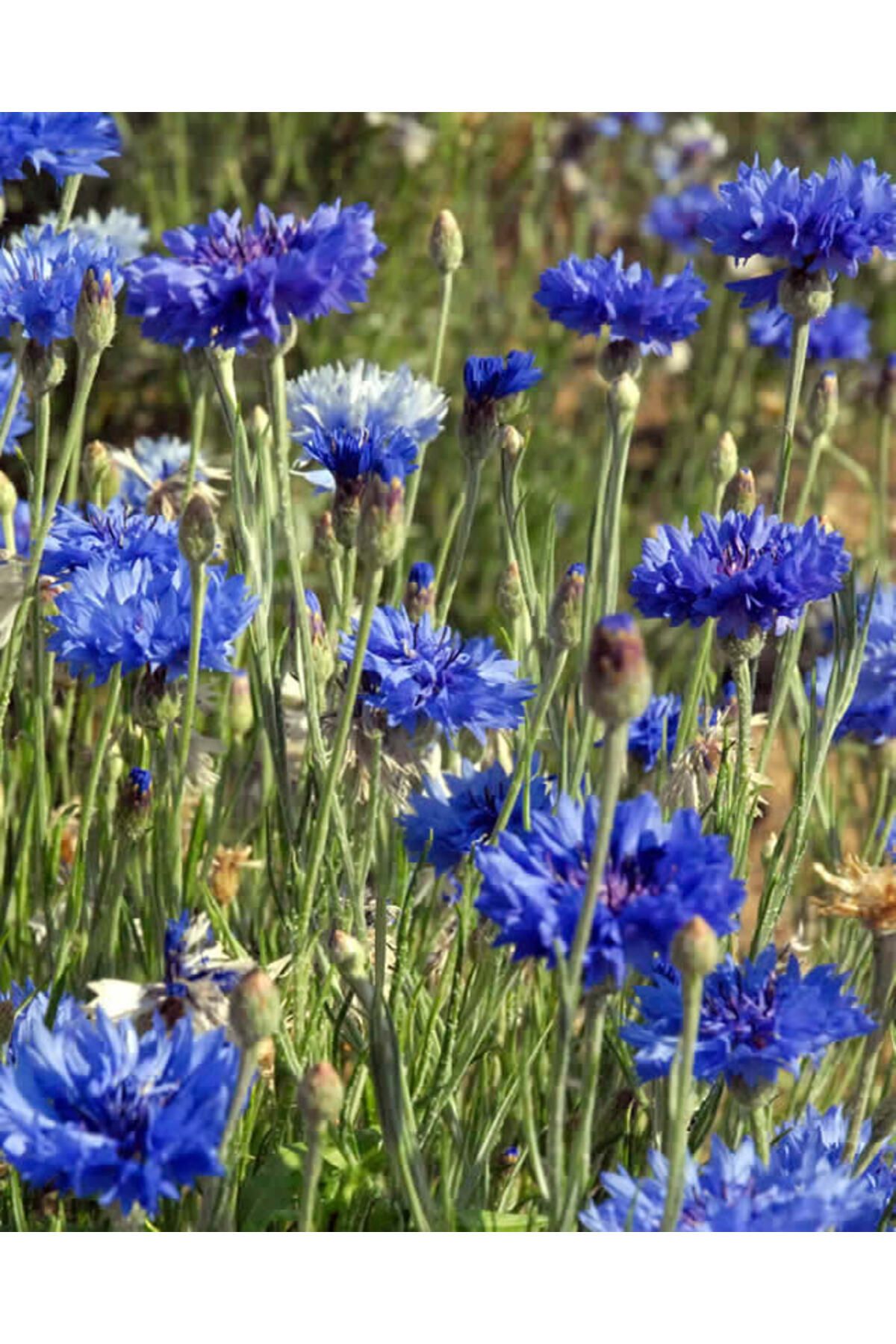 Farmer Life Mavi Katmerli Kantaron Çiçeği Tohumu (20 TOHUM)