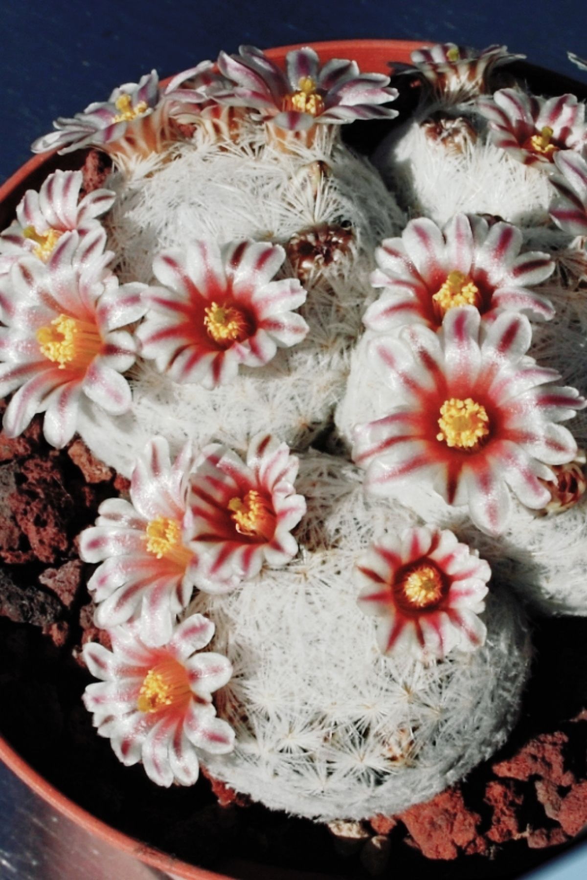 ÇİÇEKFLİX Pamuk prenses kaktüs sukulent 5.5cm mini boy/şuan çiçeksizdir