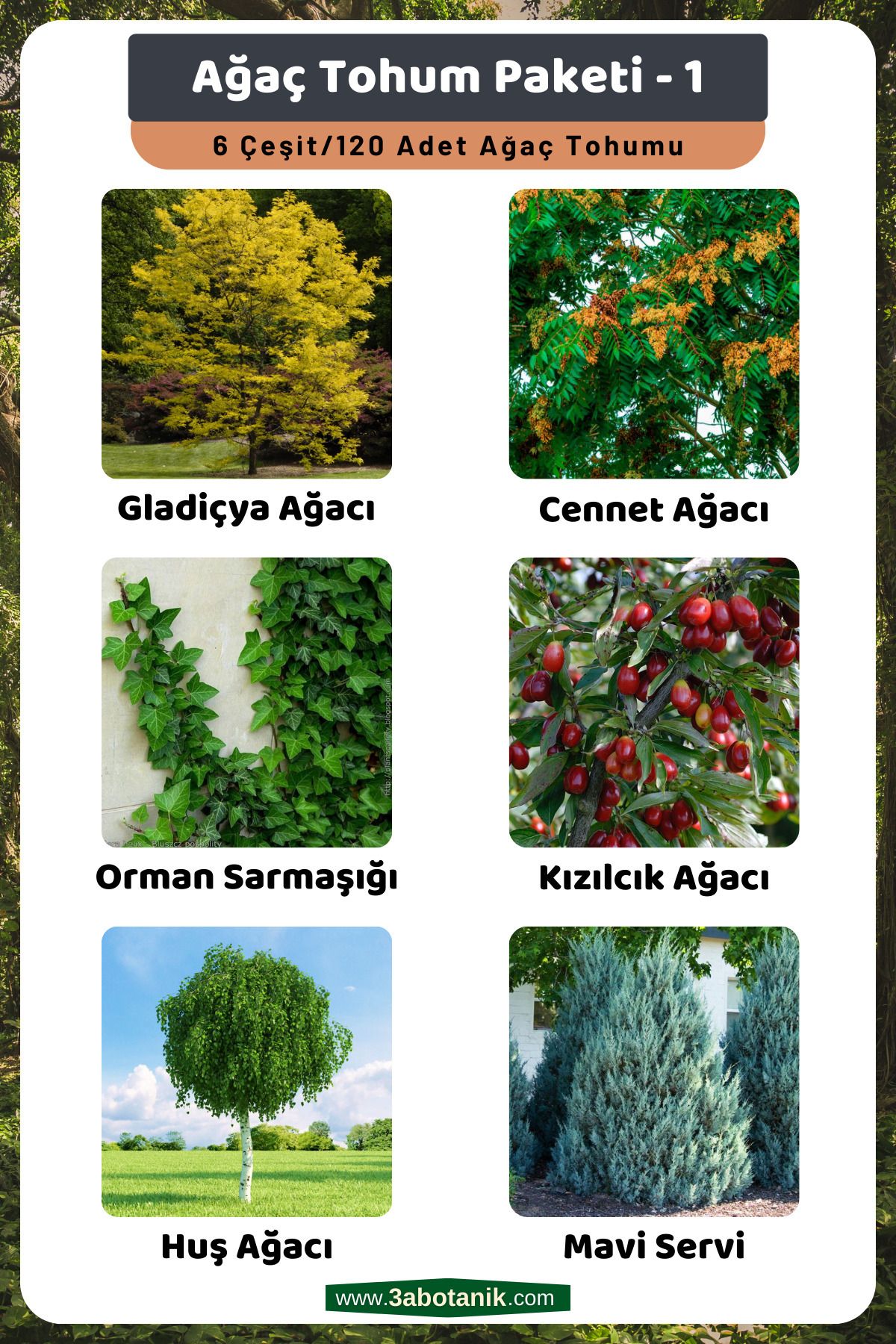 3A BOTANİK Ağaç Tohum Paketi-1, (GLADİÇYA, CENNET, ORMAN SARMAŞIĞI, KIZILCIK, HUŞ, MAVİ SERVİ) Ağaç Tohumları