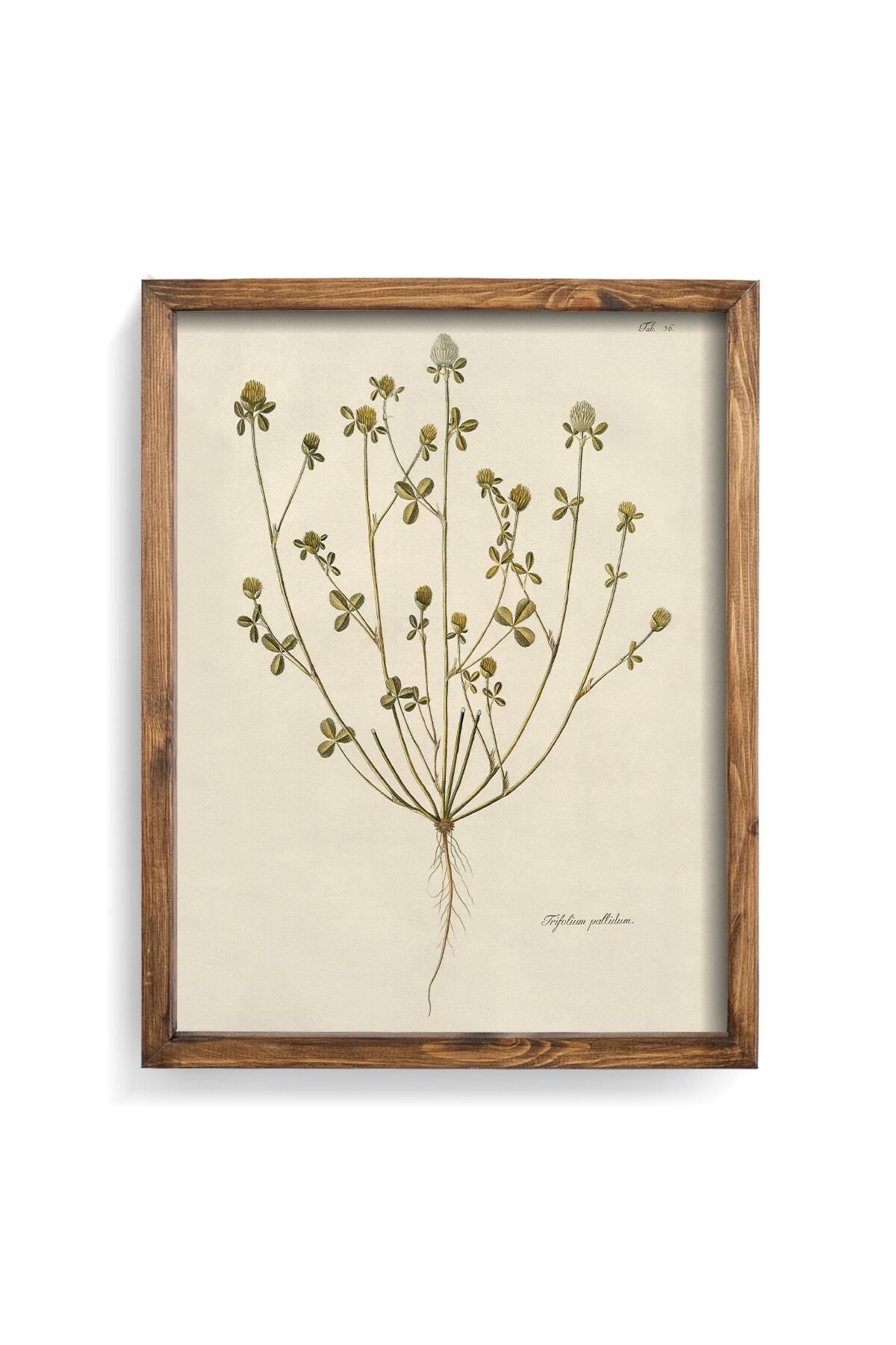 epiqart Trifolium Pallidum - Ahşap Çerçeve