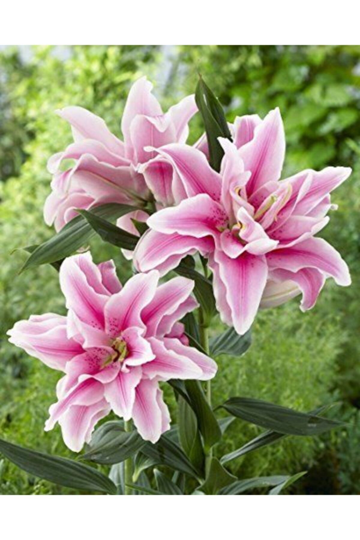 KAMONDO TOHUM 2 Adet Pembe Renkli Katmerli Zambak Çiçeği Soğanı