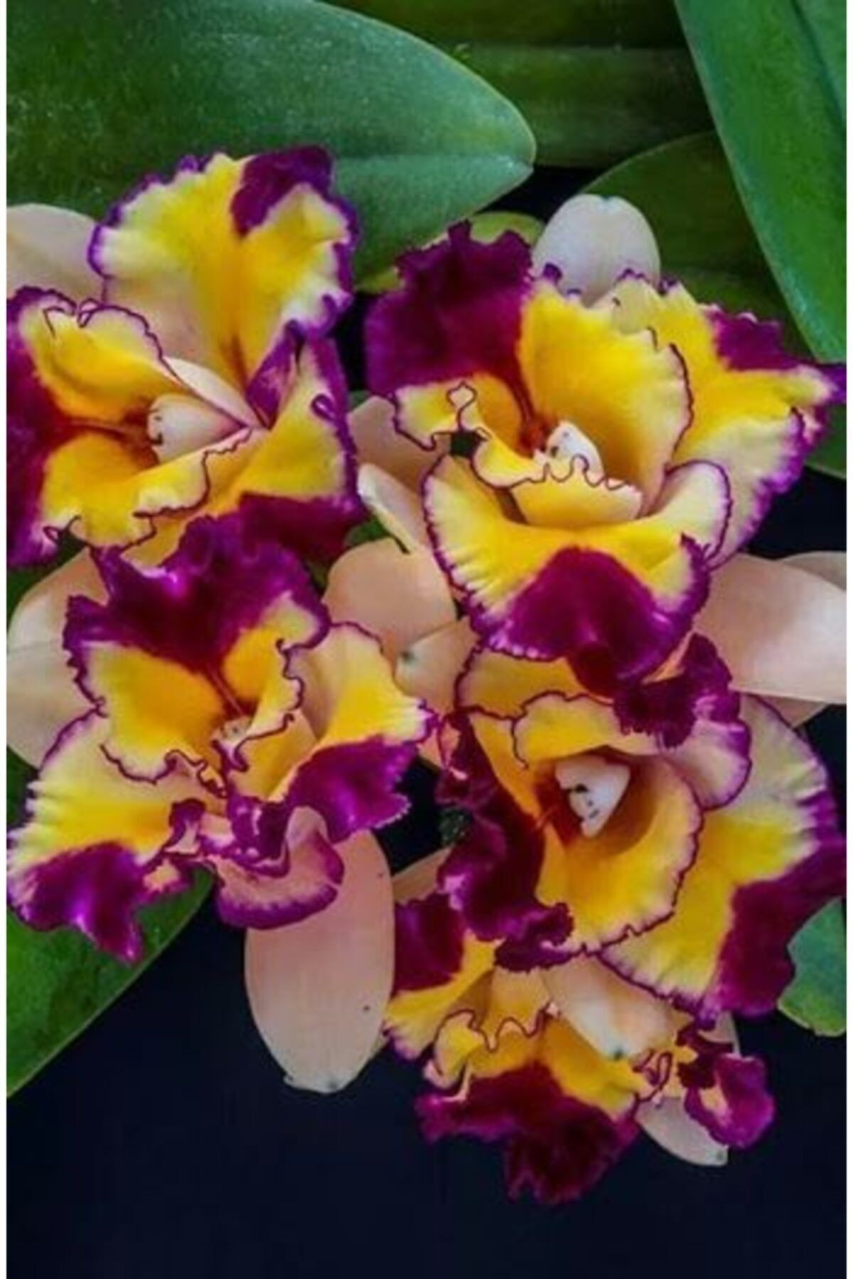 KAMONDO TOHUM 10 Adet Üç Renkli Orkide Çiçeği Tohumu