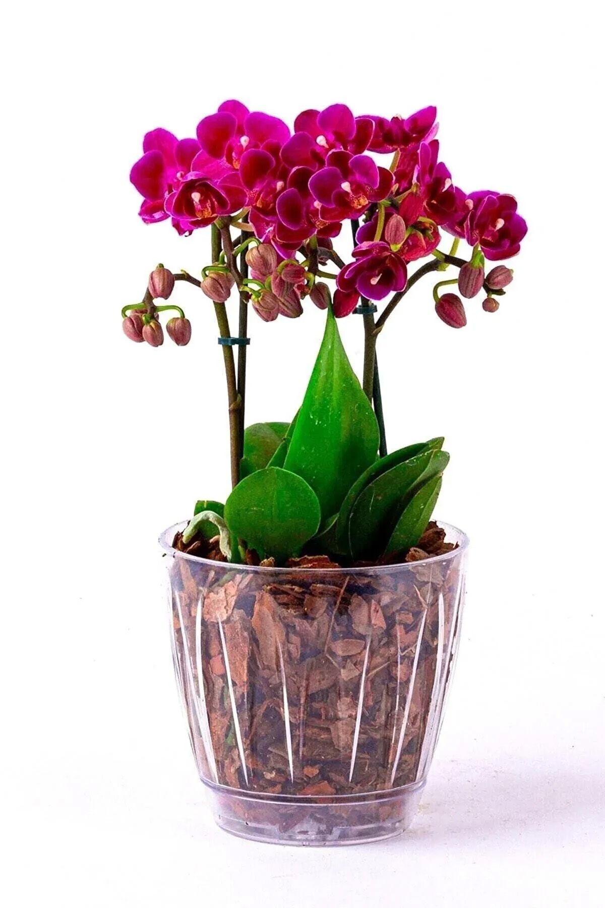ToXA 1.5 litre Papatya Orkide Saksısı Tabaklı Şeffaf Plastik Saksı Ø14,3 x 13,3 cm