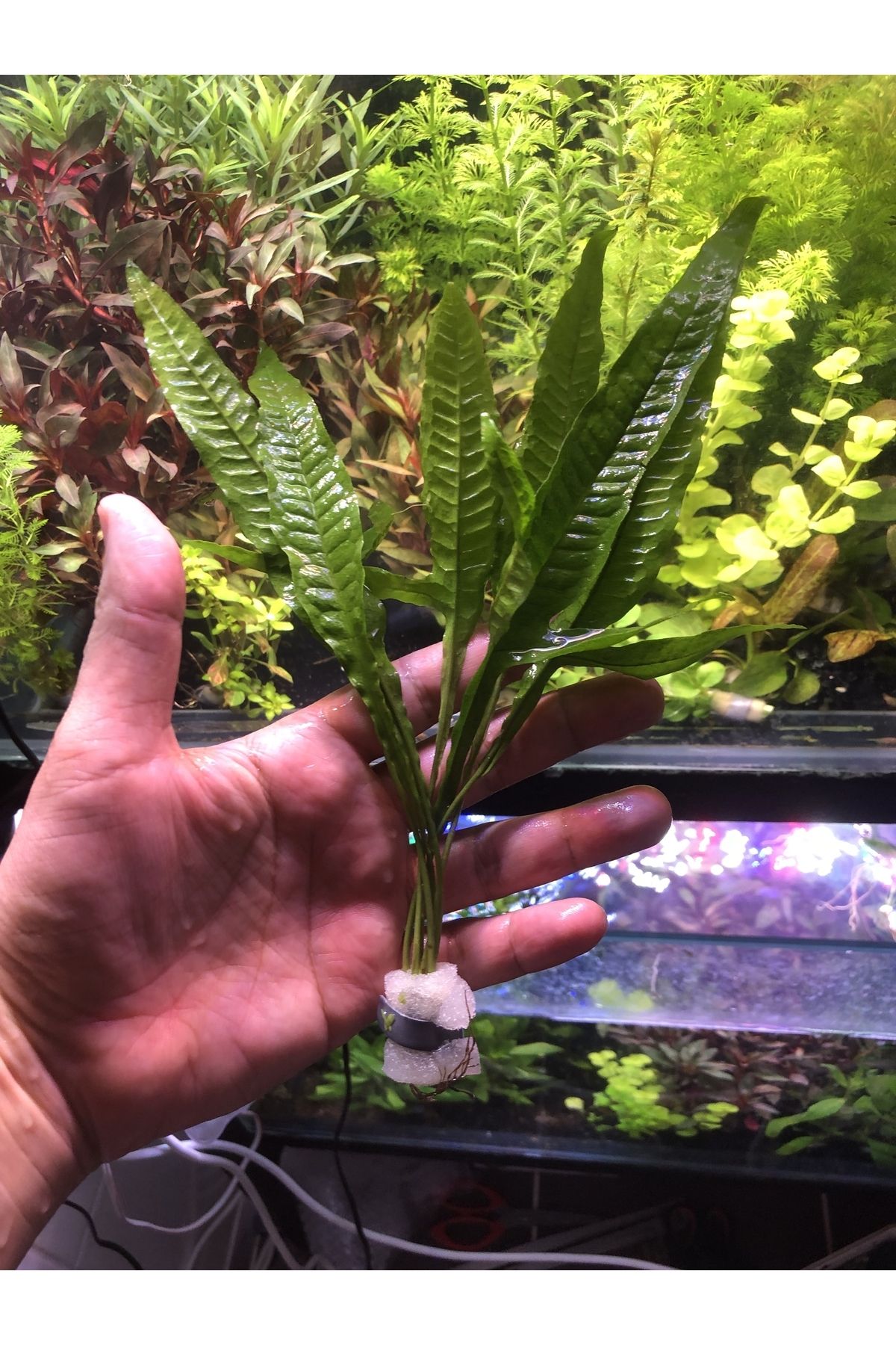 ADA Java Fern Akvaryum Bitkisi