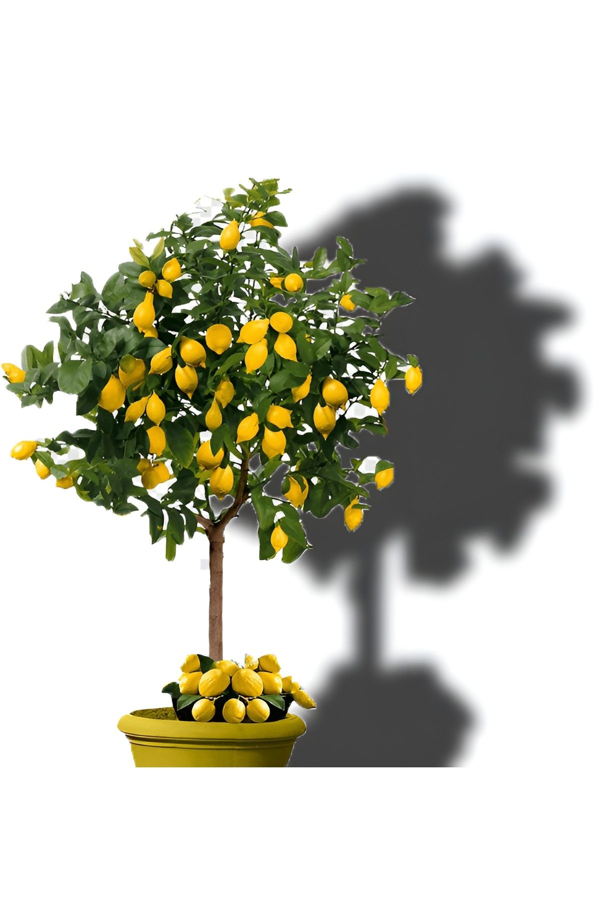 Akdeniz Fidan Yediveren Limon Ağacı Fidanı Saksılı Mis Kokulu