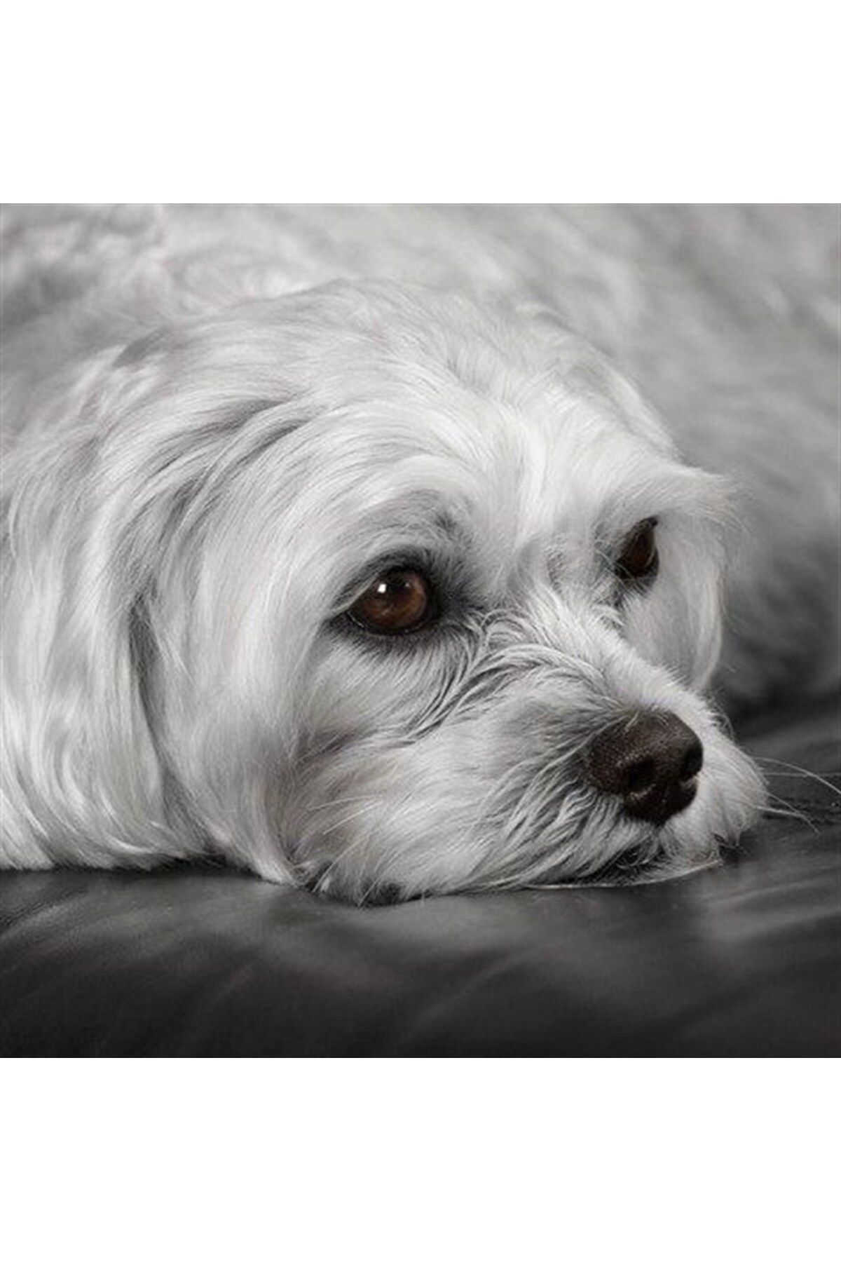 MARCEL SANAT Maltese Terrier Elmas Mozaik Tablo 50x50cm