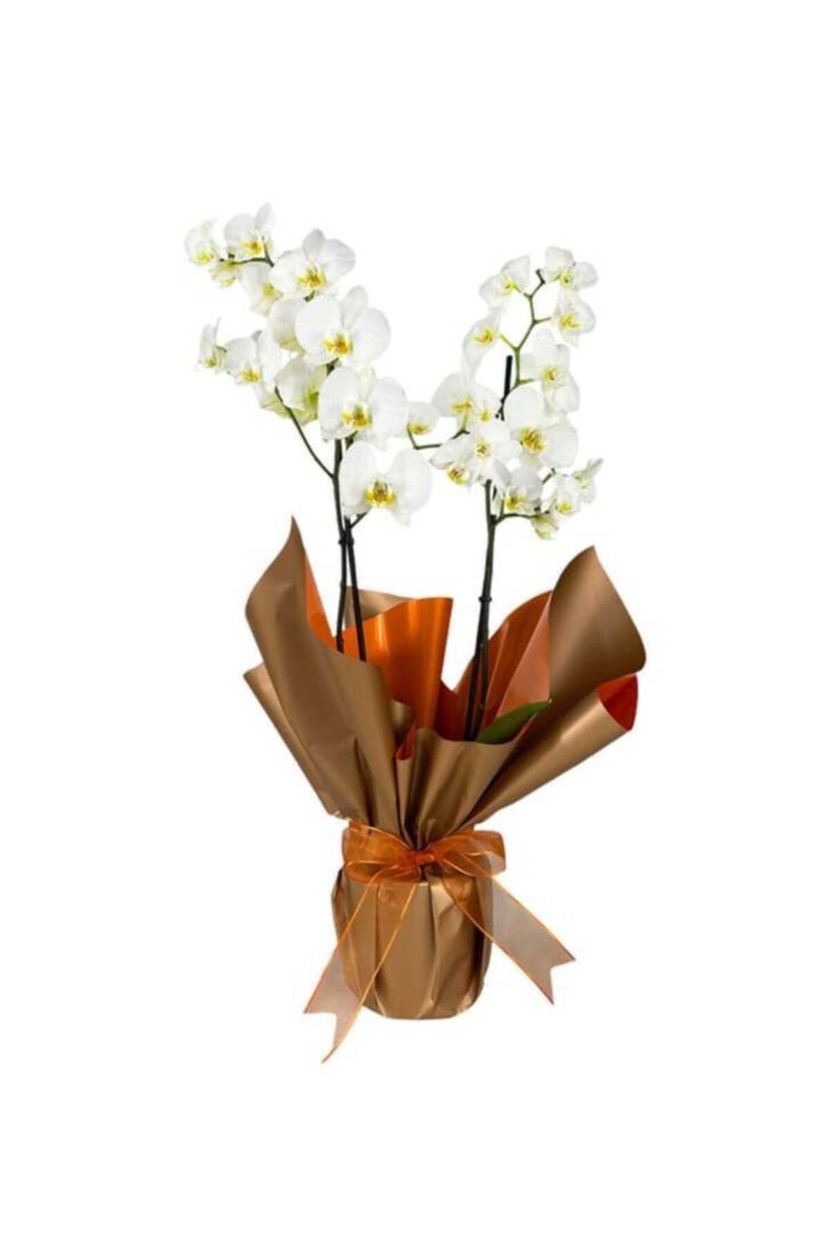 Orkide Çift Dallı Beyaz Premium Orkide