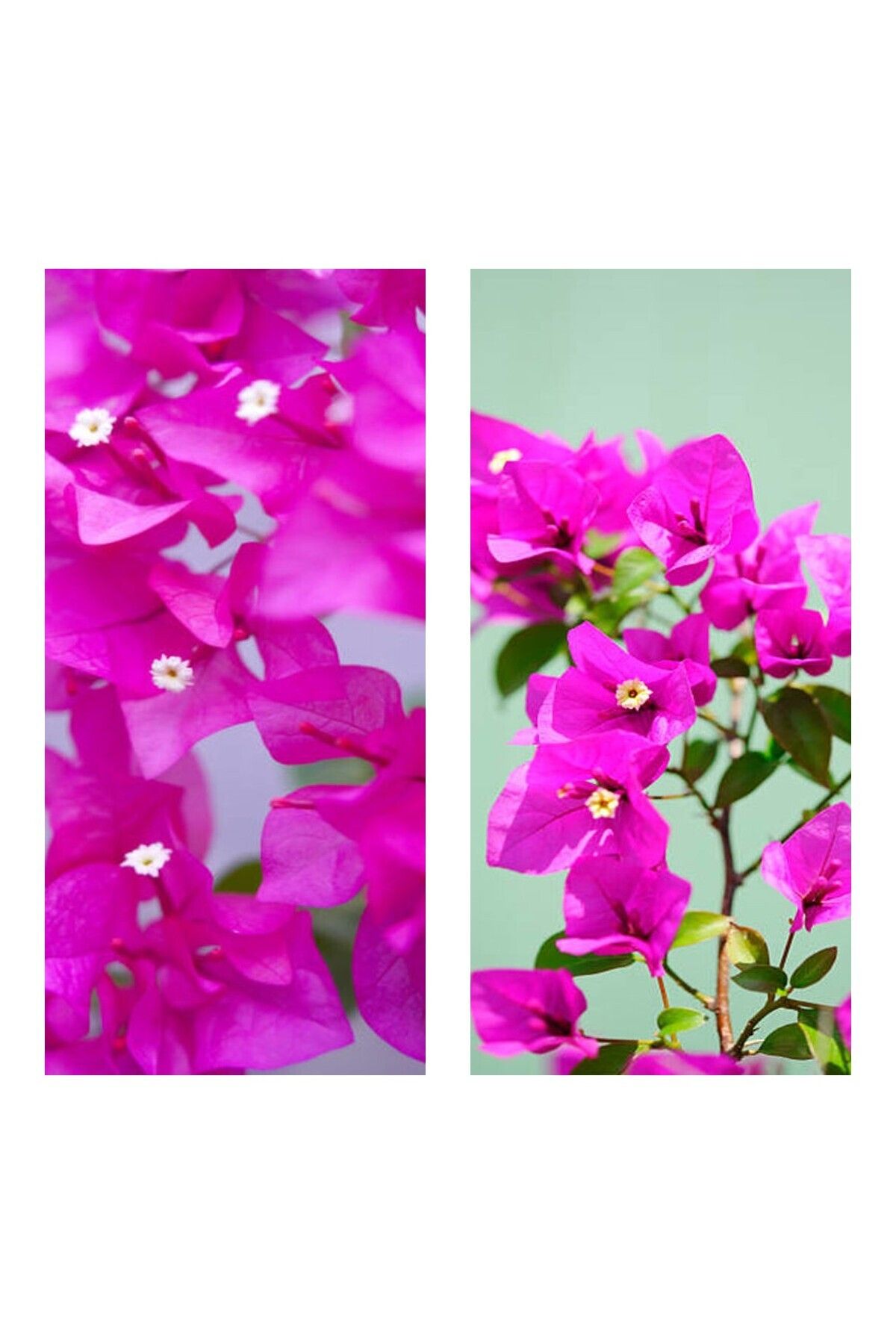 serada decor plant Videolu 2 Adet Pembe Begonvil Sarmaşığı 40-50 Cm Tüplü Çiçekli Bodur Bitki Bougainvillea