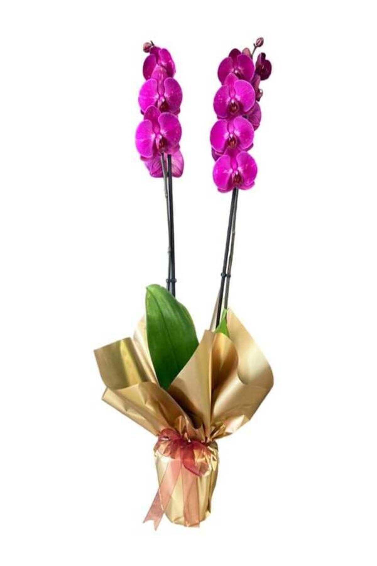 Orkide Premium Çift Dallı Canlı İthal Orkide Bitkisi