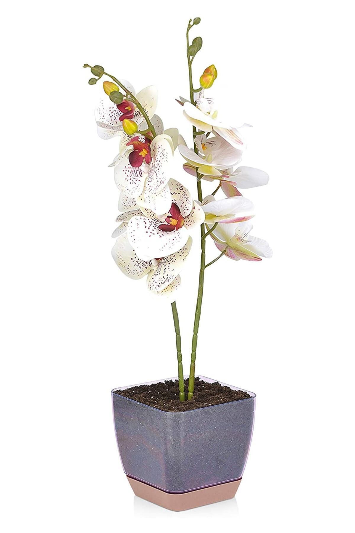 ToXA 2lt 15,5x15,5x15,5cm Kare Orkide Saksısı Geçmeli Tabaklı Kristal Plastik Saksı Kahverengi