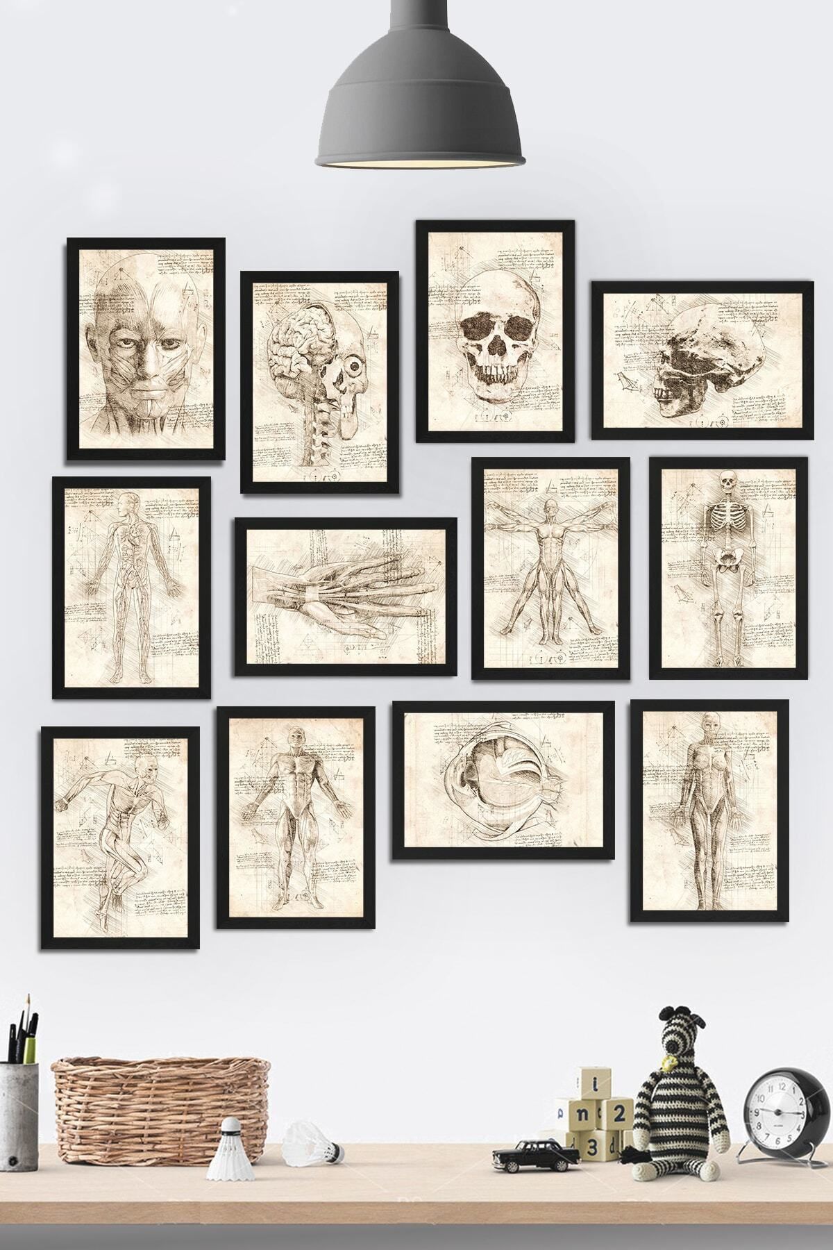 Tontilika Çerçeve Görünümlü Insan Anatomisi Temalı Mdf Tablo Seti (80x80 Cm) 12 Parça