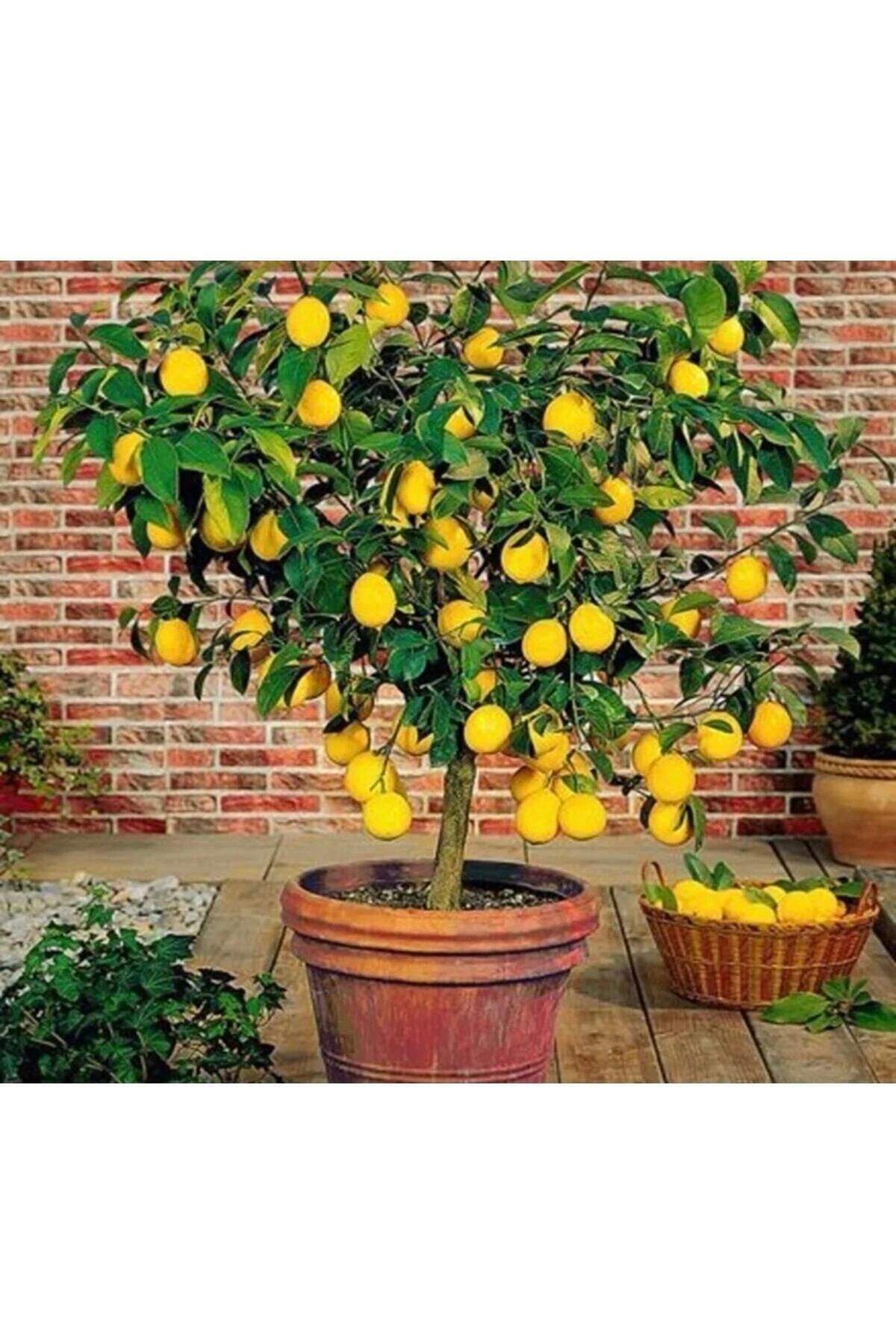 körfezgardens Limon Fidanı Aşılı Yediveren Mayer “full Bodur” Limon Ağacı Fidanı Tüplü 3 Yaşr