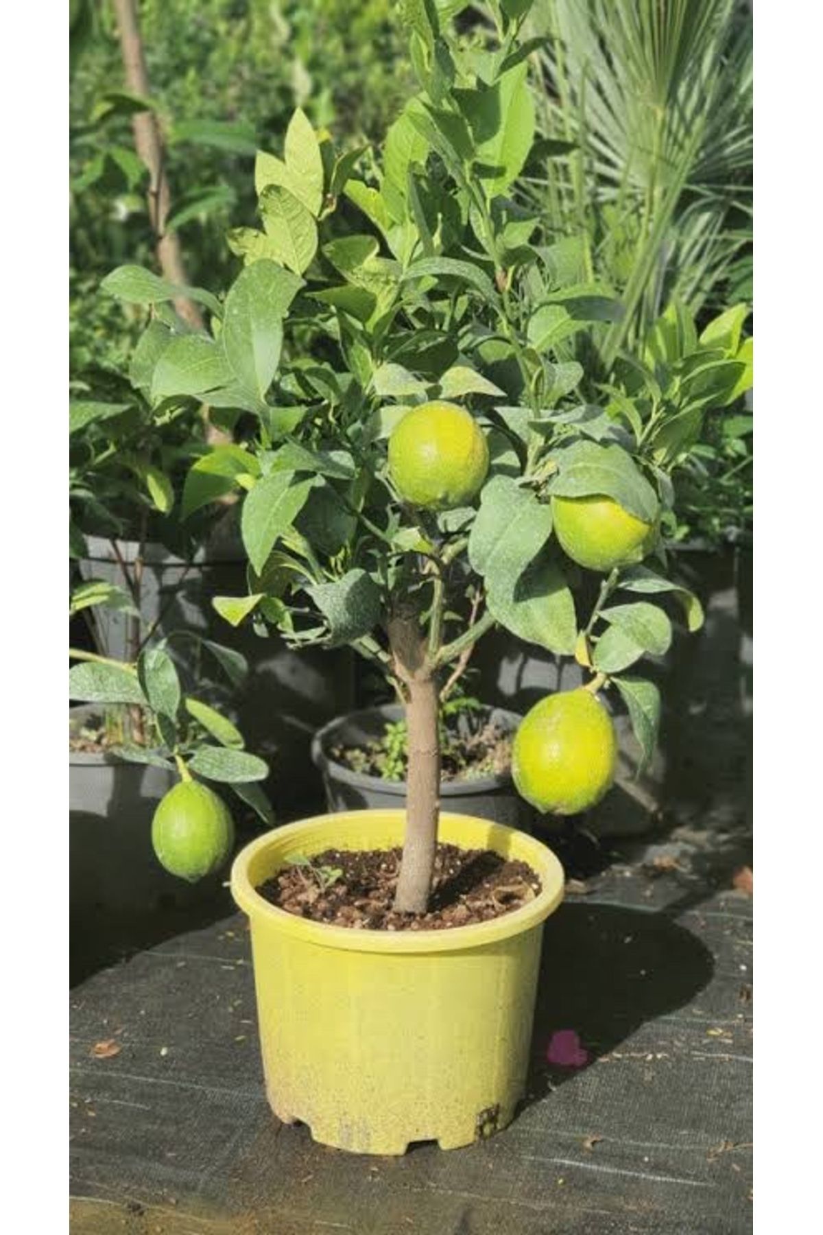 körfezgardens Limon Fidanı Aşılı Yediveren Mayer Limon Ağacı Fidanı (Tüplü) 3 Yaş