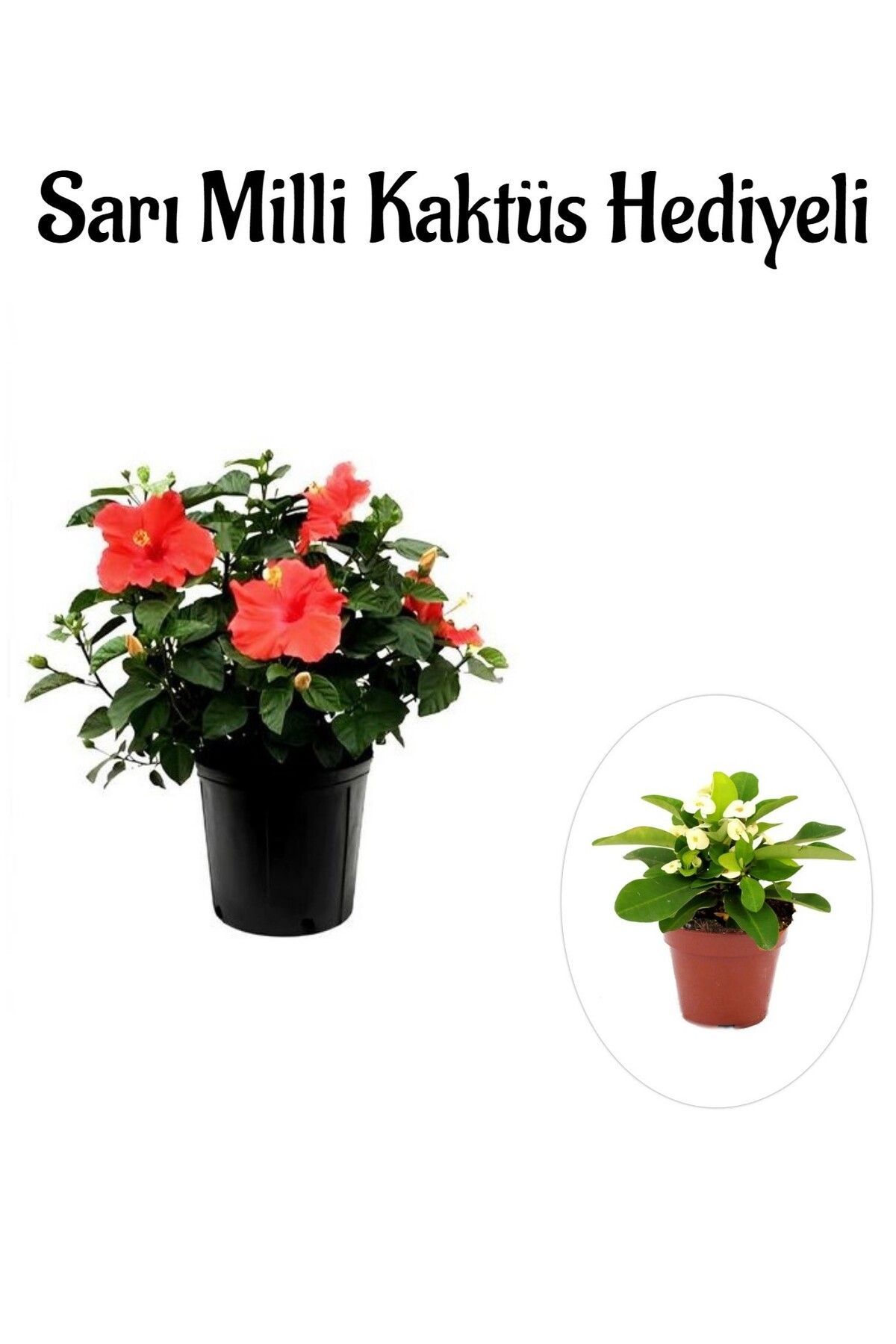 serada decor plant Kadınlar Gününe Özel Çiçekli Çilli Begonya Çiçeği Sarı Milli Kaktüs Hediyeli