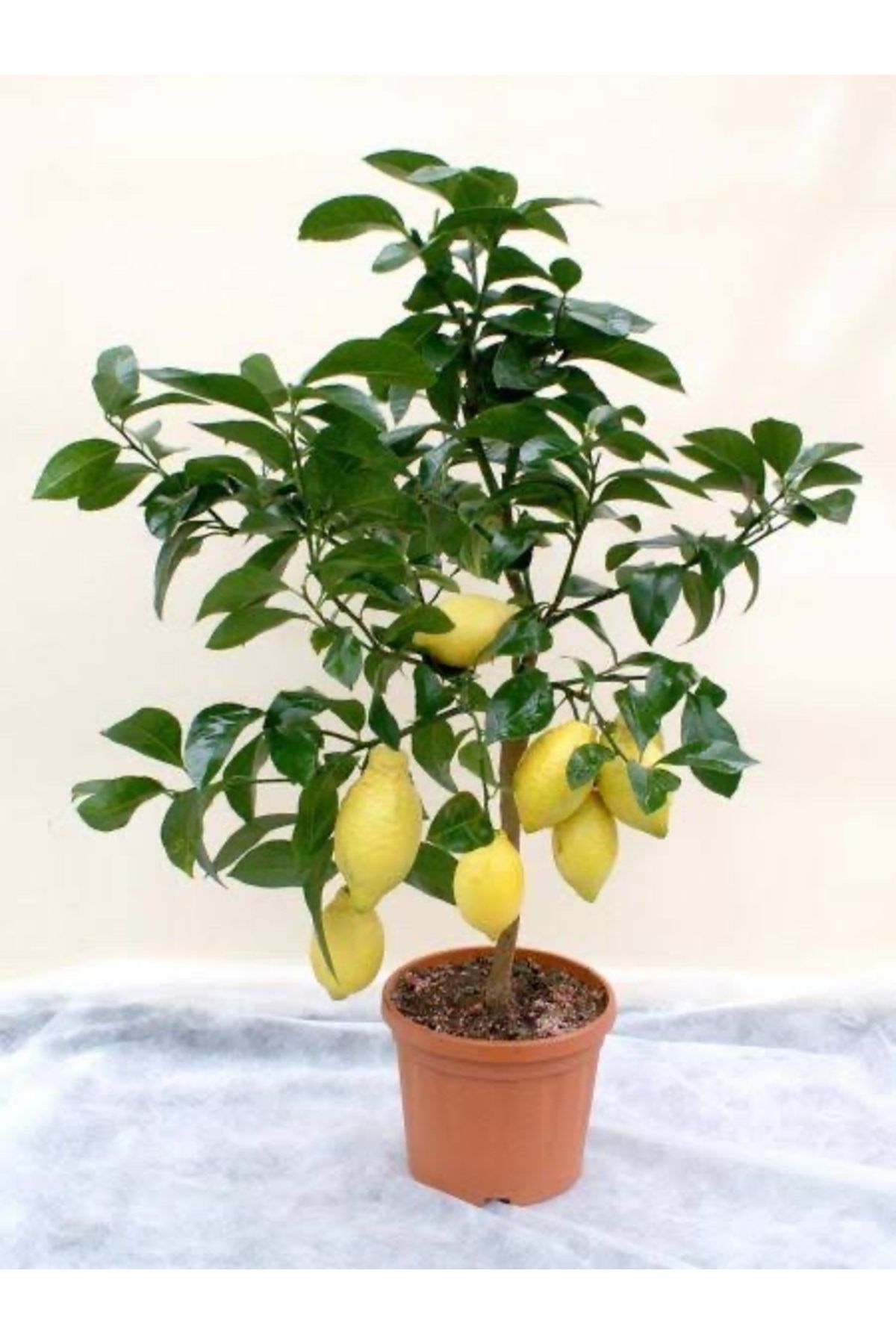 körfezgardens Limon Fidanı Aşılı Yediveren Limon Ağacı Fidanı Yogun Dalli Tüplü Bol Meyveli ve Çiçekli 3 Yaş