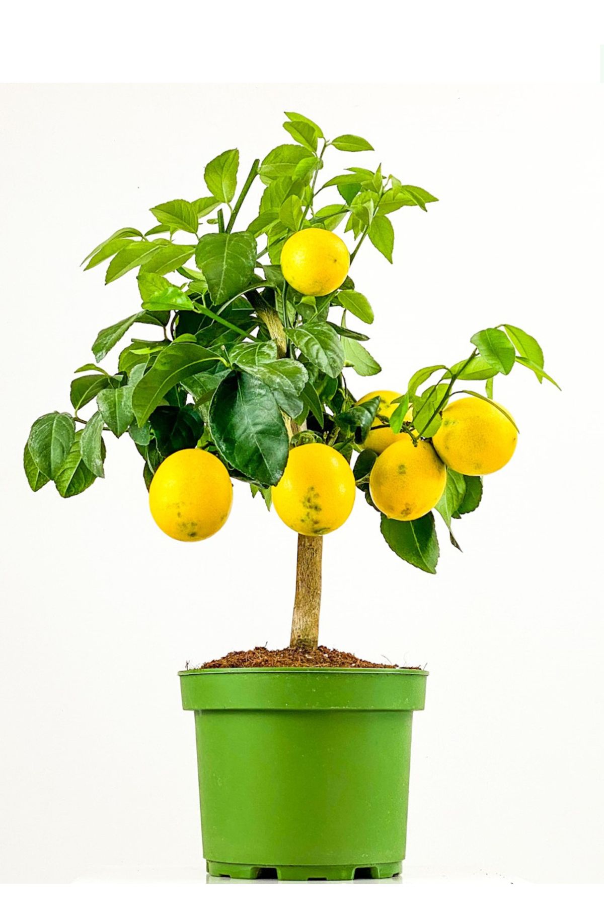 körfezgardens BODUR Limon Ağacı 50-60cm