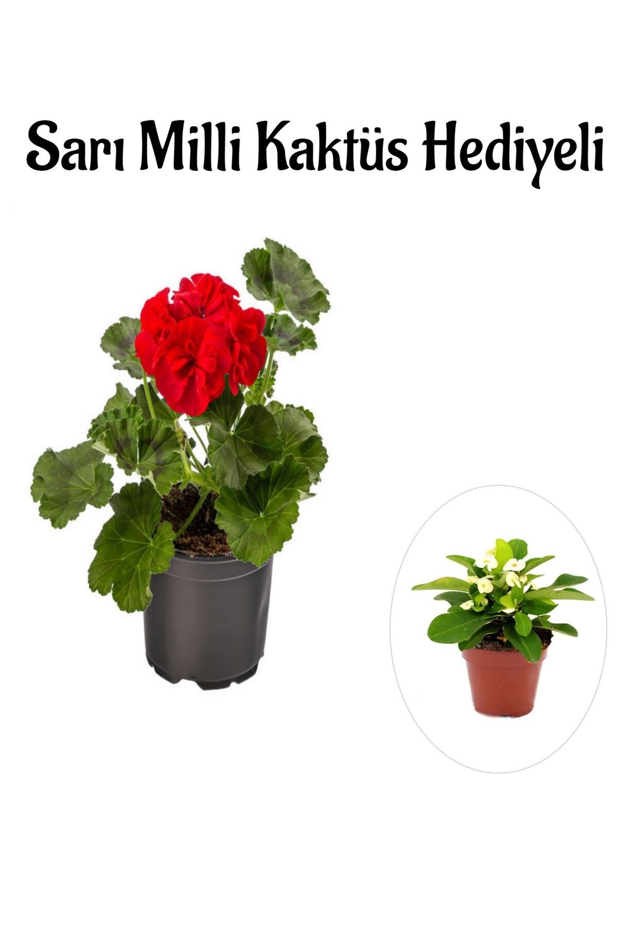 Bitkim Sende Hediyelik Kırmızı Sardunya Çiçeği Sevgililer Gününe Özel Sarı Milli Kaktüs HEDİYELİ