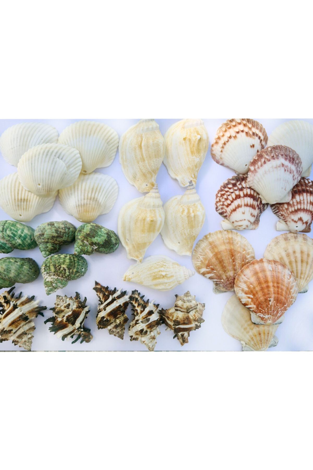 evinizdeki okyanus esintisi turkuaz hediyelik Delikli Deniz Kabuğu Seti-30 Adet