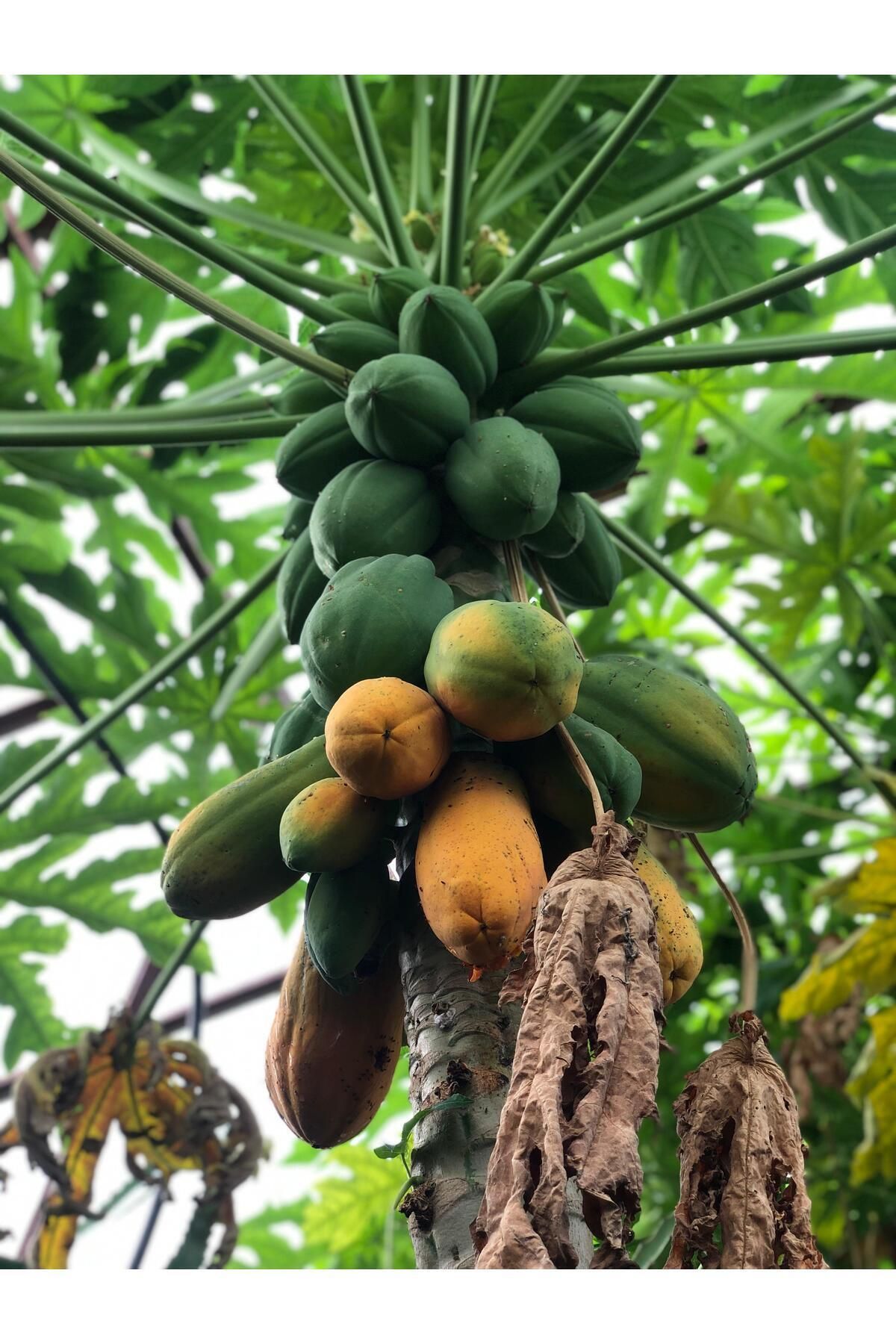 ARI ORGANİK papaya ağaç kavunu 1 adet