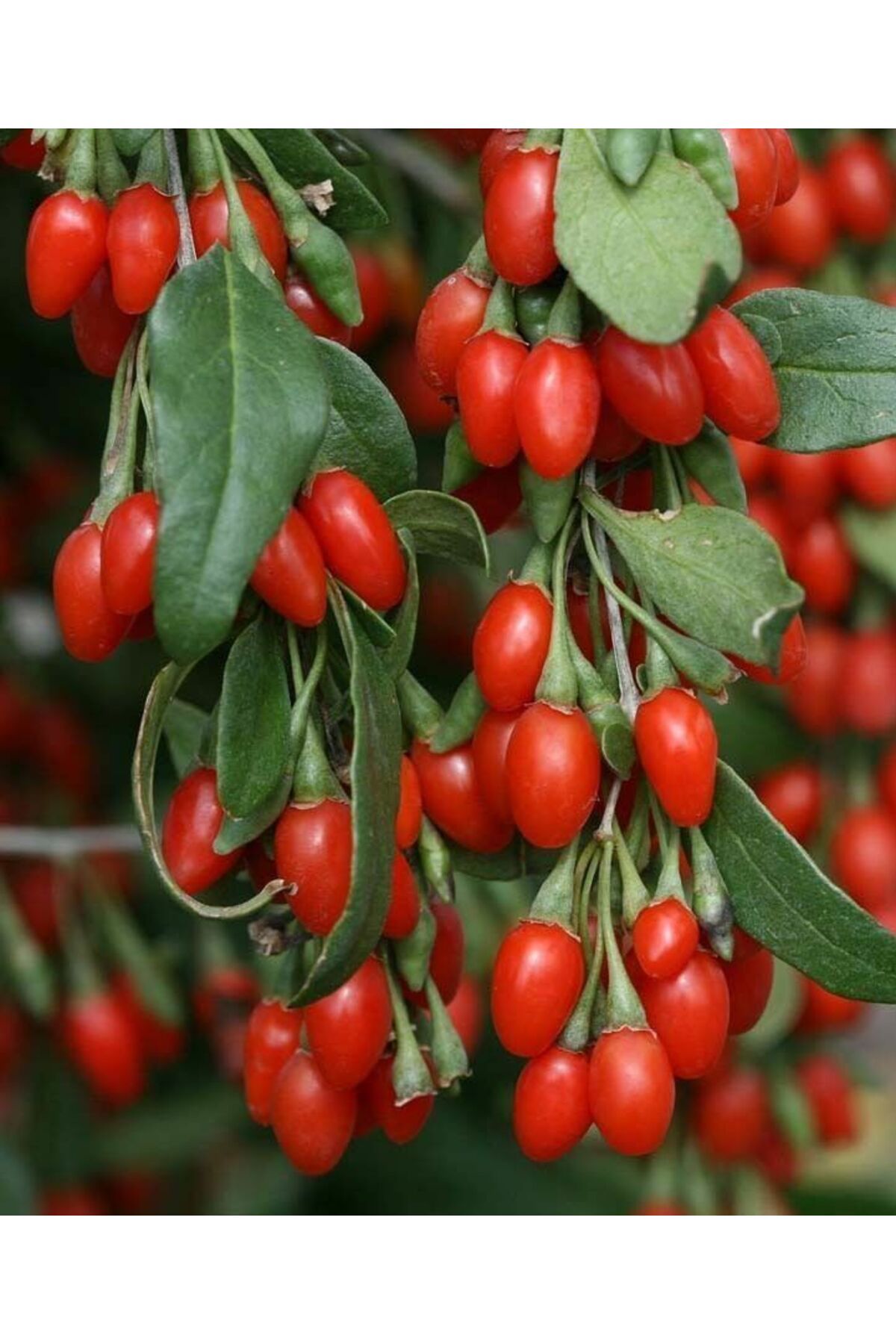 bahçevilya Goji Berry Fidanlanı Sağlıklı Geleceğiniz Için Meyve Fidanları Şimdi Sizlerle!" 3 Yaşında Tüplü