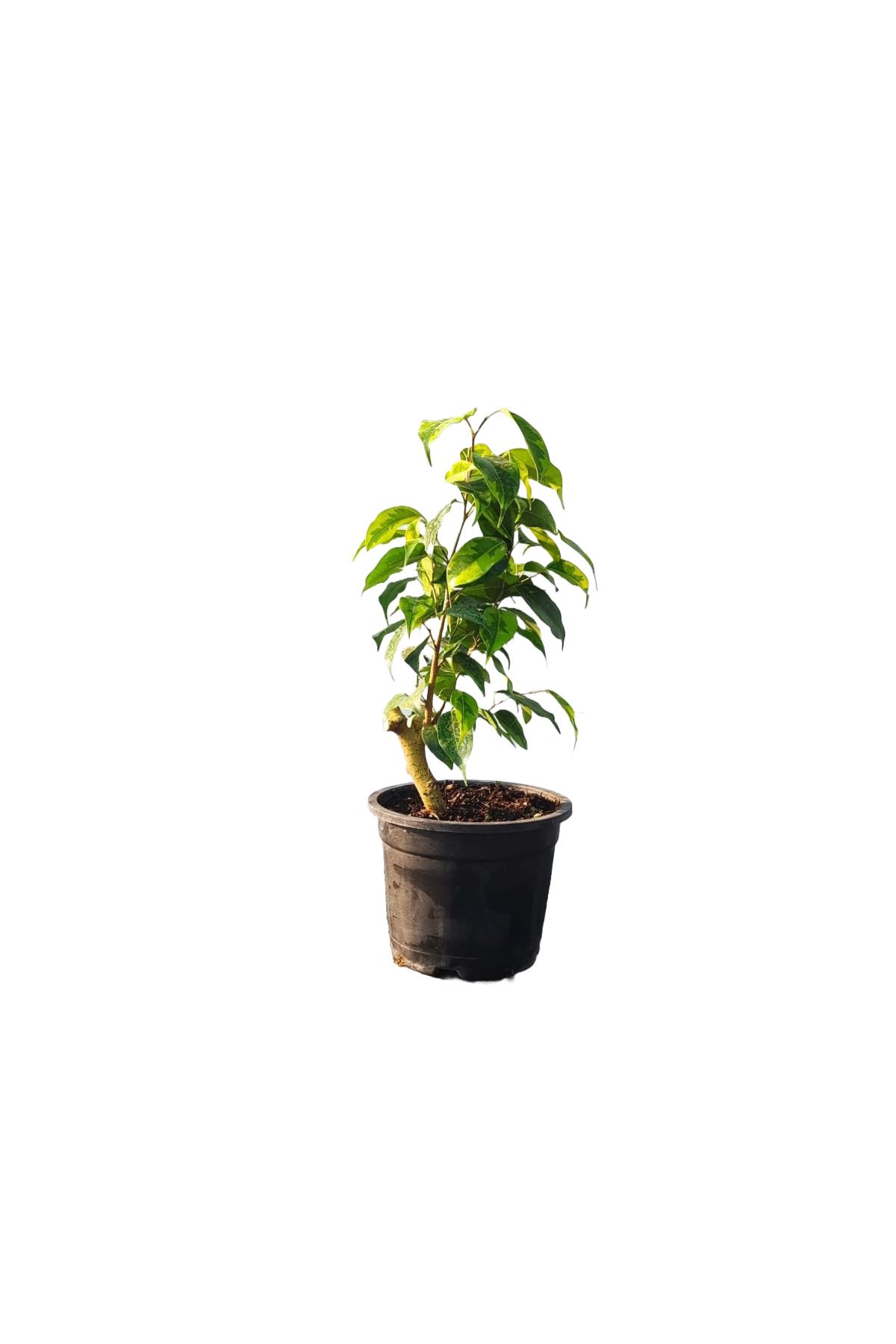 Benjamin bitkisi yeşil beyaz yapraklı - EV BİTKİSİ , SALON BİTKİSİ , OFIS BİTKİSİ