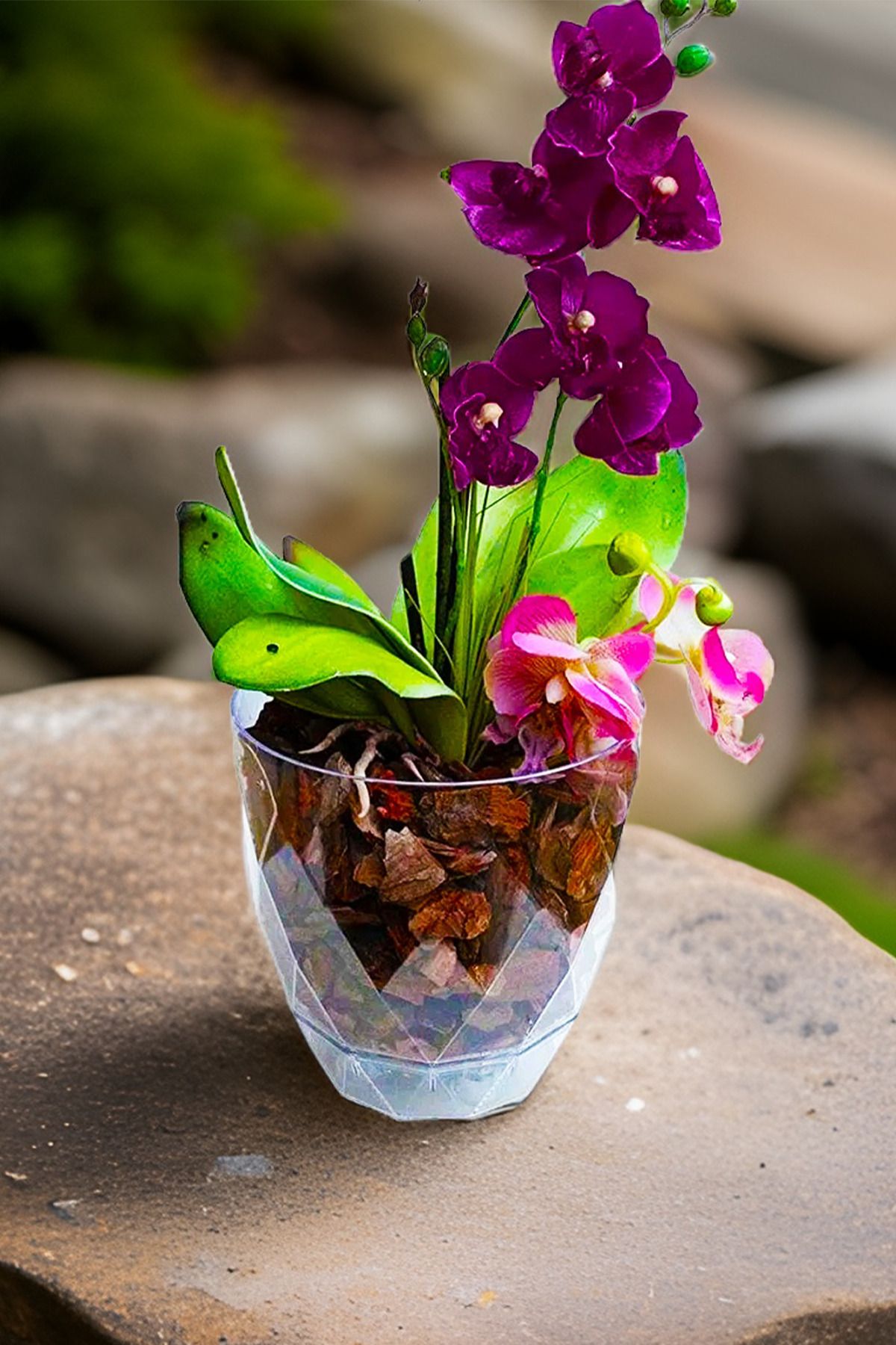 TEMMUZ HOME Orkide Saksısı Tabaklı Şeffaf Dekoratif Plastik Saksı Yakamoz Orkide No.3