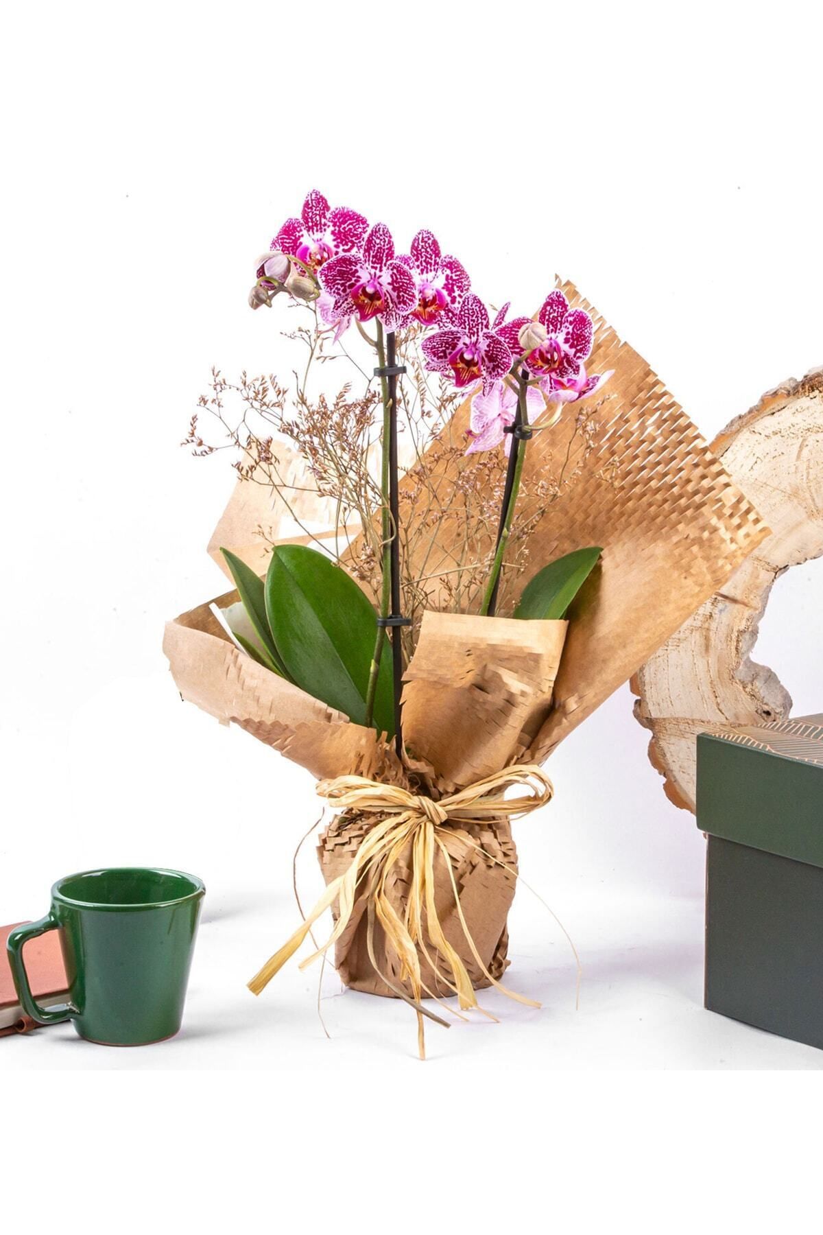 ÇiçekGaraj Wrap Serisi Midi Mor Çift Dal Orkide Canlı Çiçek