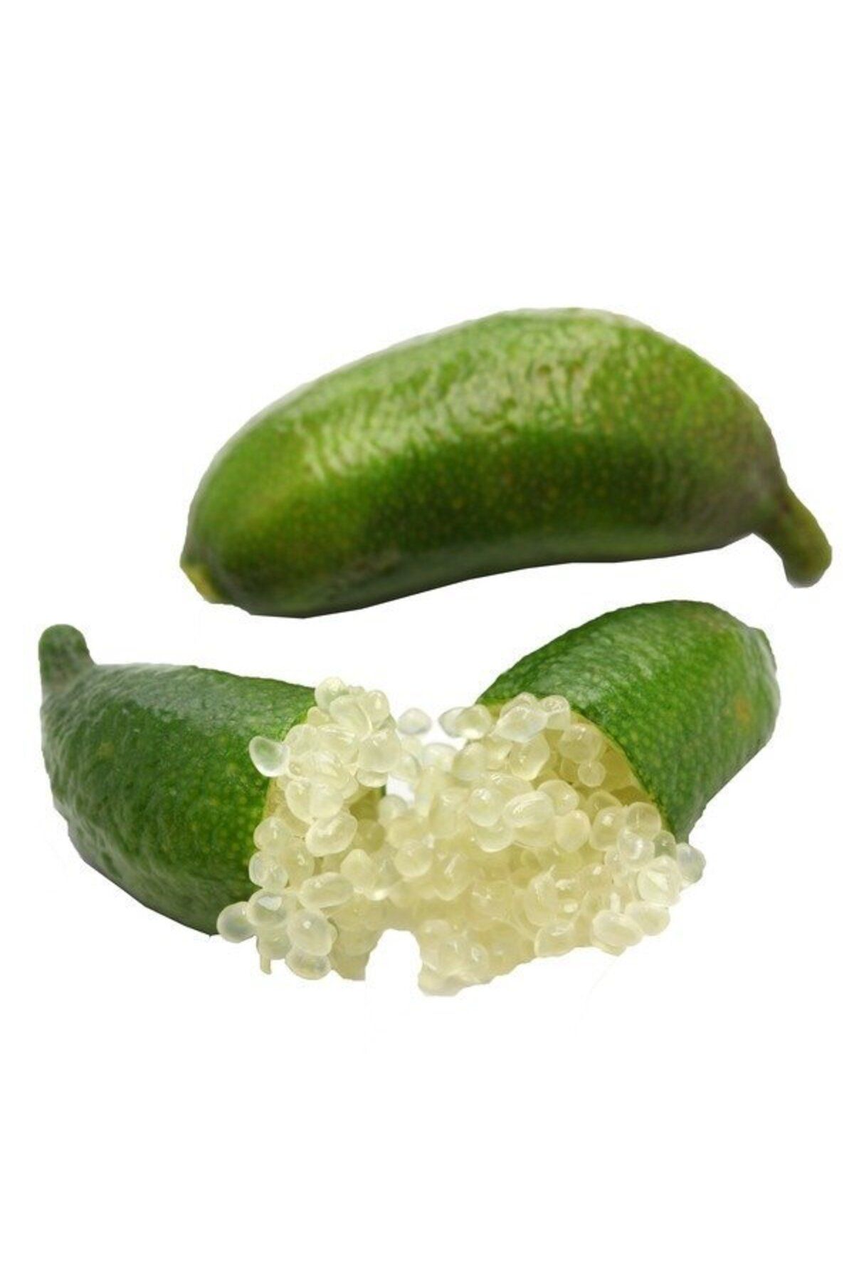 Berke Fidancılık 6 Yaş Aşılı Finger Lime Parmak Limon Fidanı, Torbada