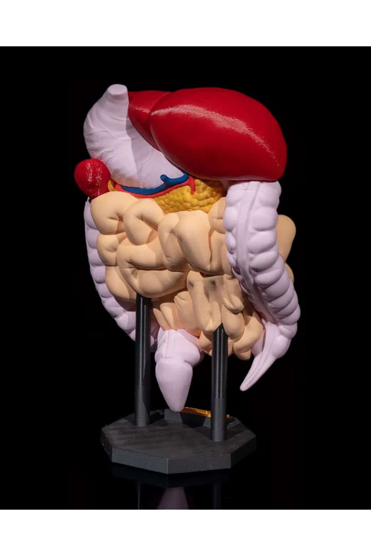 CNQR İnsan Vücudu Sindirim Sistemi Anatomik Model