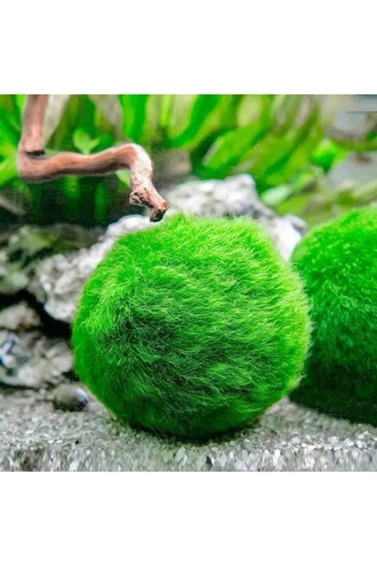 Atılım Akvaryum Marimo Moss Ball Şans Getiren Yosun Topu Canlı Bitki 3-4 Cm Moss Topu