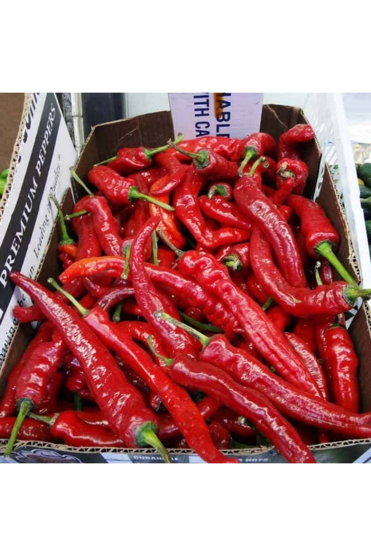 E-fidancim Çok Acı Etli Şili Acı Biber Fidesi (5 adet)