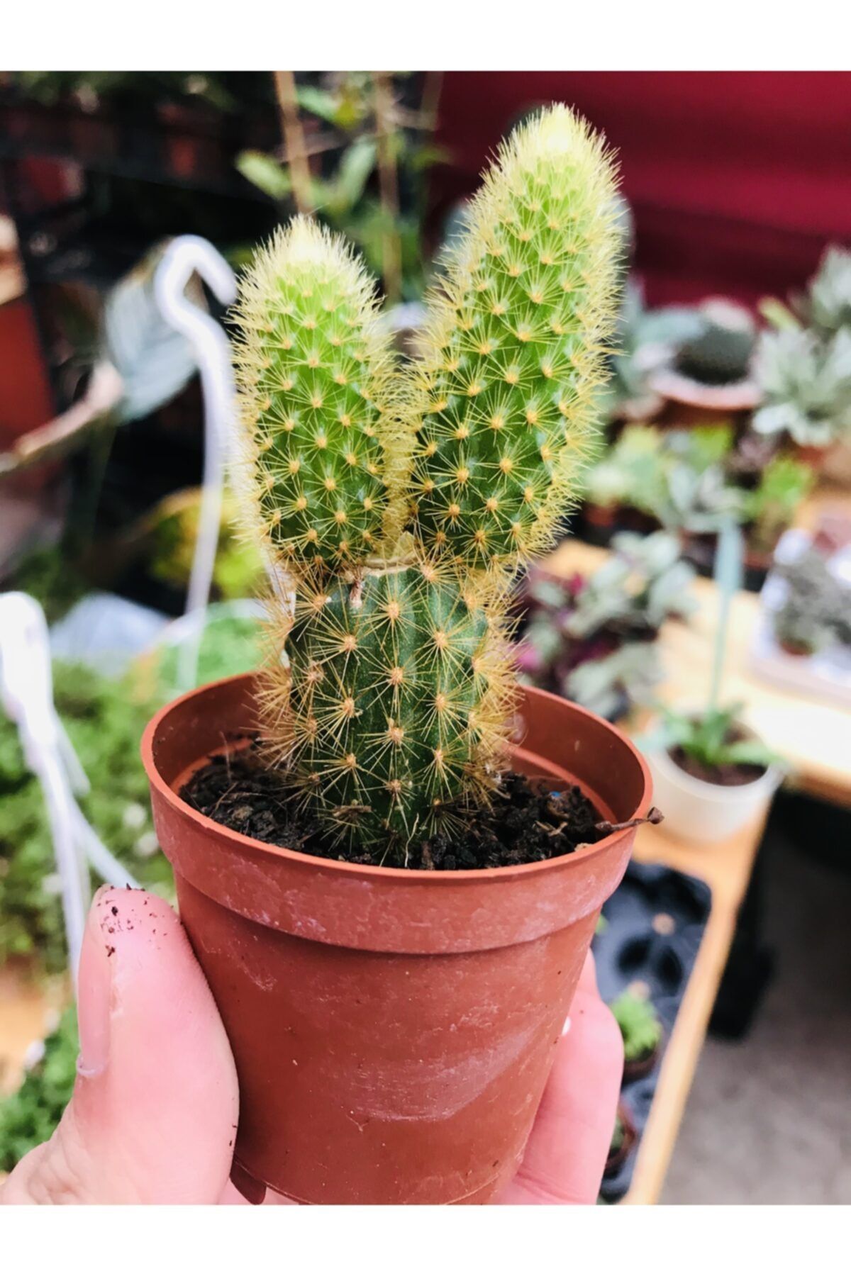 foliumbotanik Disocactus Flagelliformis (sıçan Kuyruğu Kaktüsü)